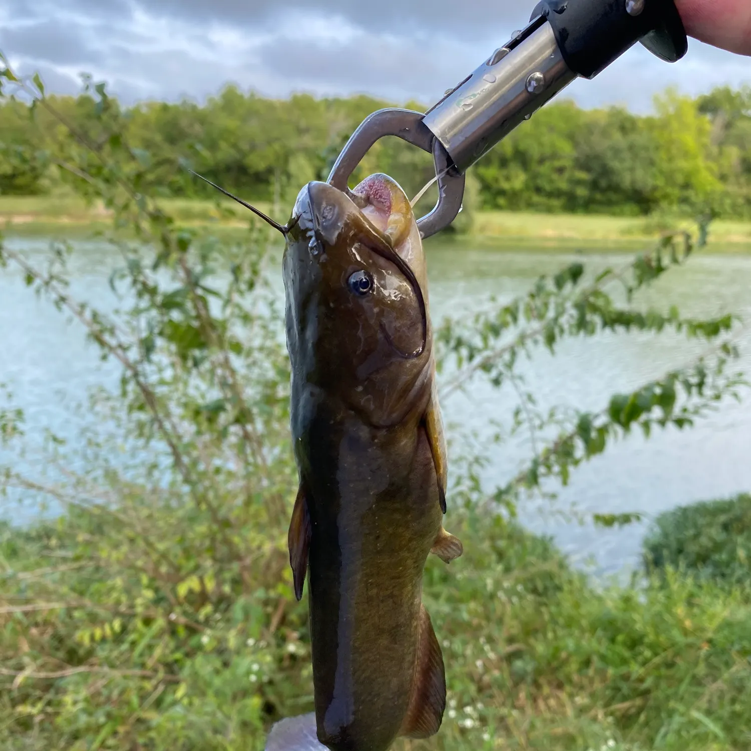Black bullhead caught on Fishbrain