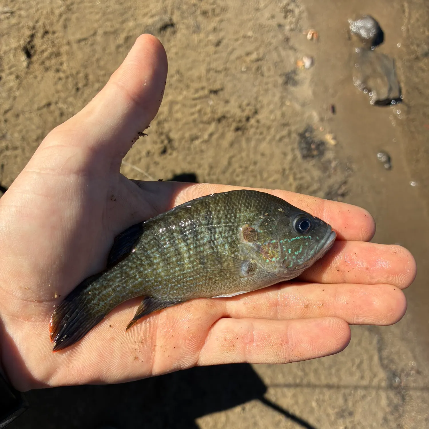 Bluegill caught on Fishbrain