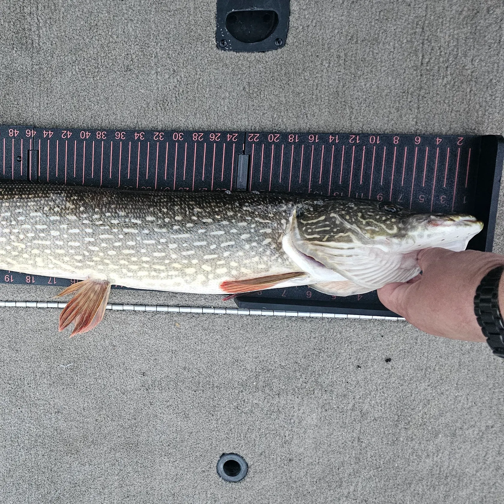 recently logged catches