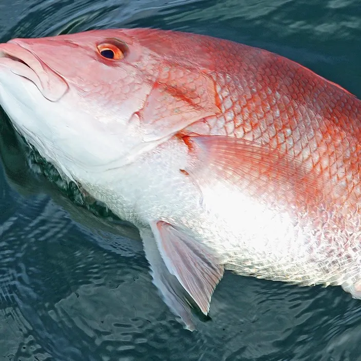 Northern red snapper caught on Fishbrain