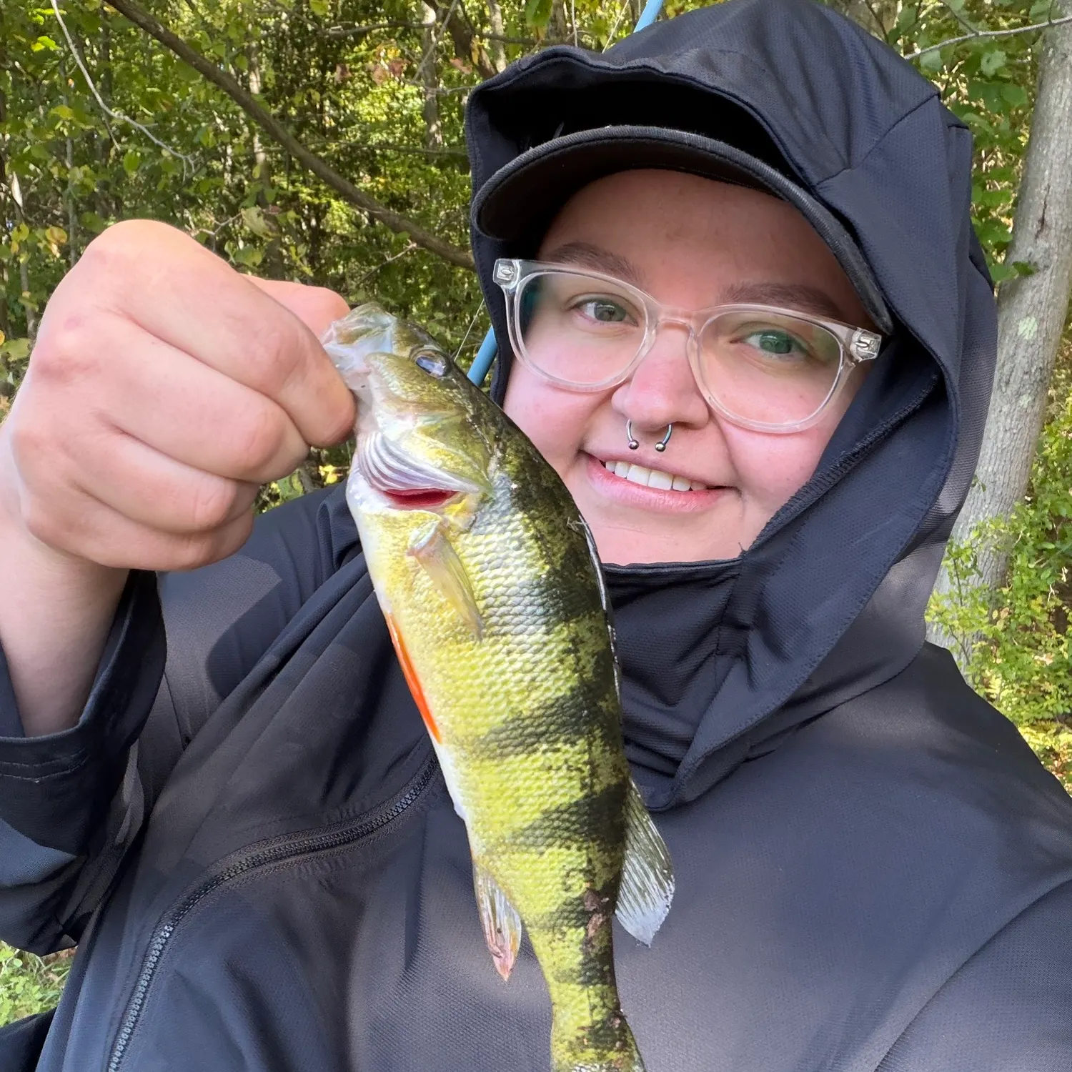 Yellow perch caught on Fishbrain