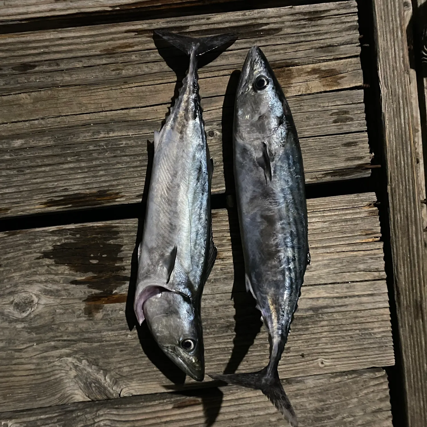 Striped bonito caught on Fishbrain