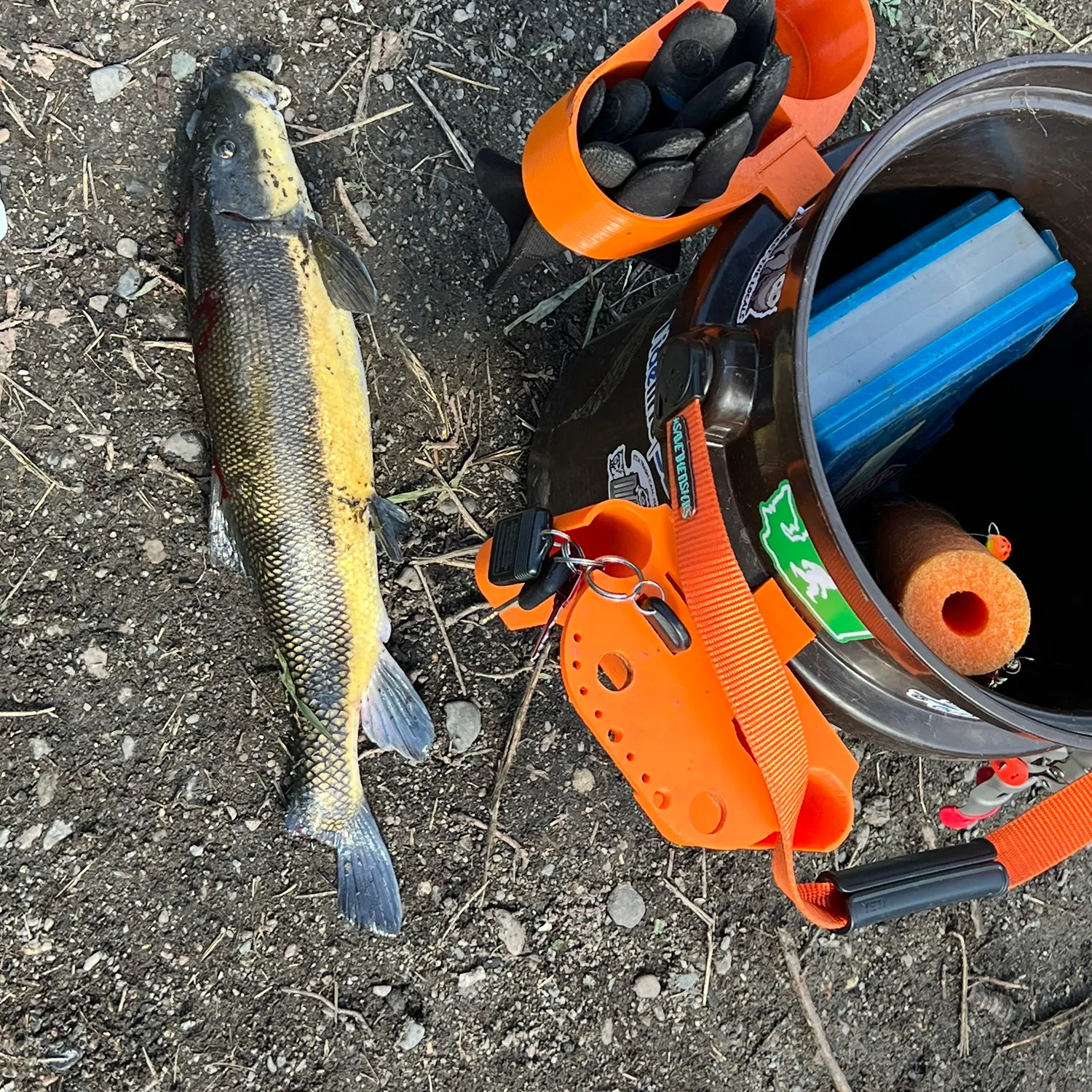 The most recent Longnose sucker catches on Fishbrain