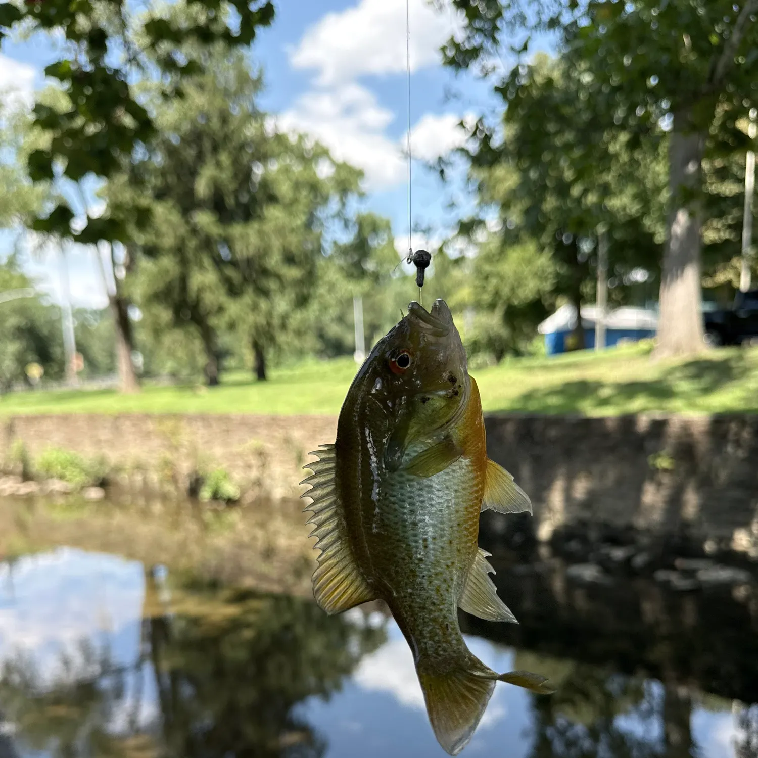 Redbreast sunfish caught on Fishbrain