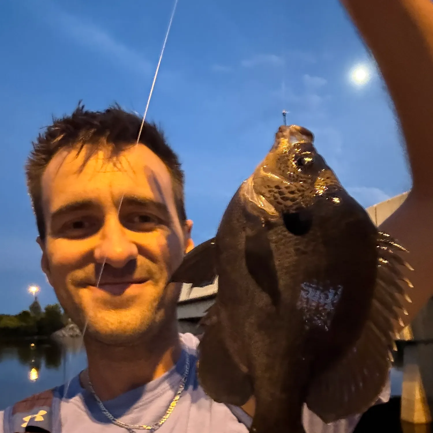 Bluegill caught on Fishbrain
