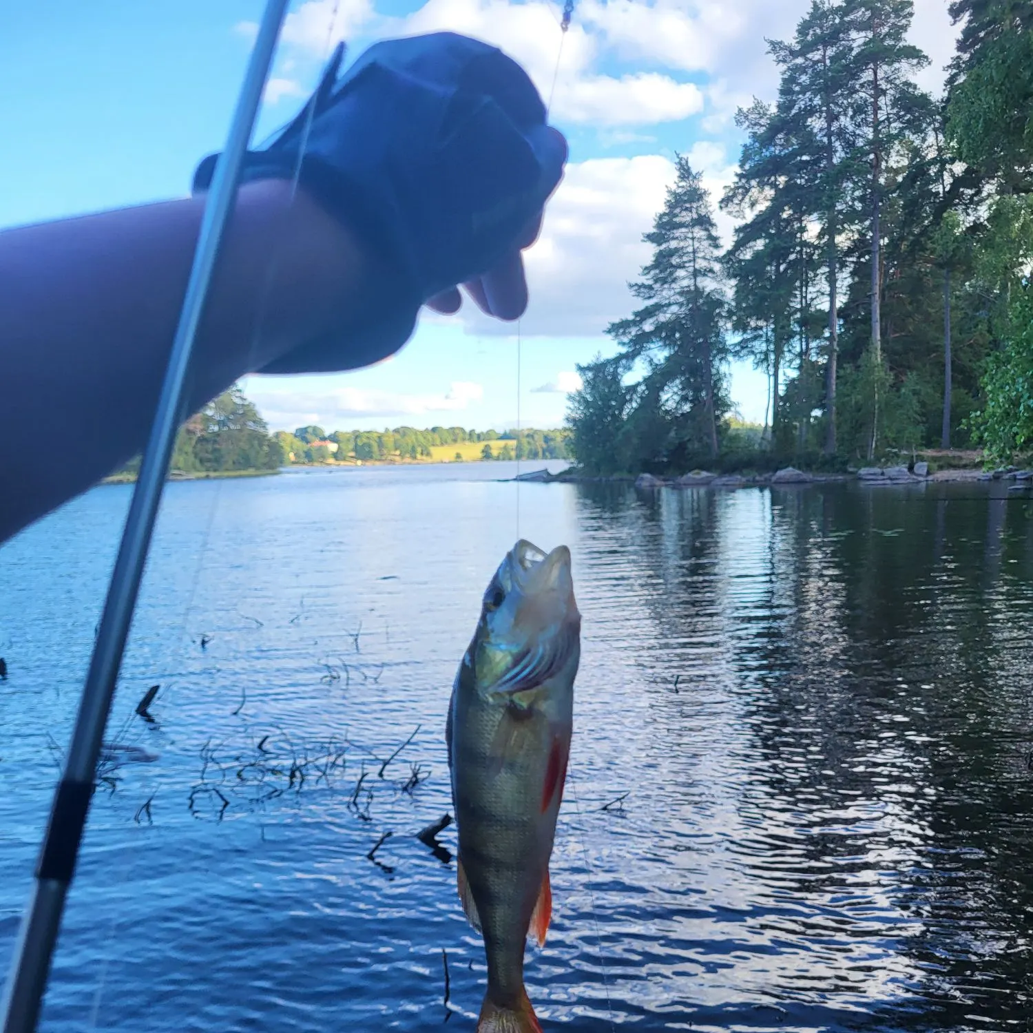 European perch caught on Fishbrain