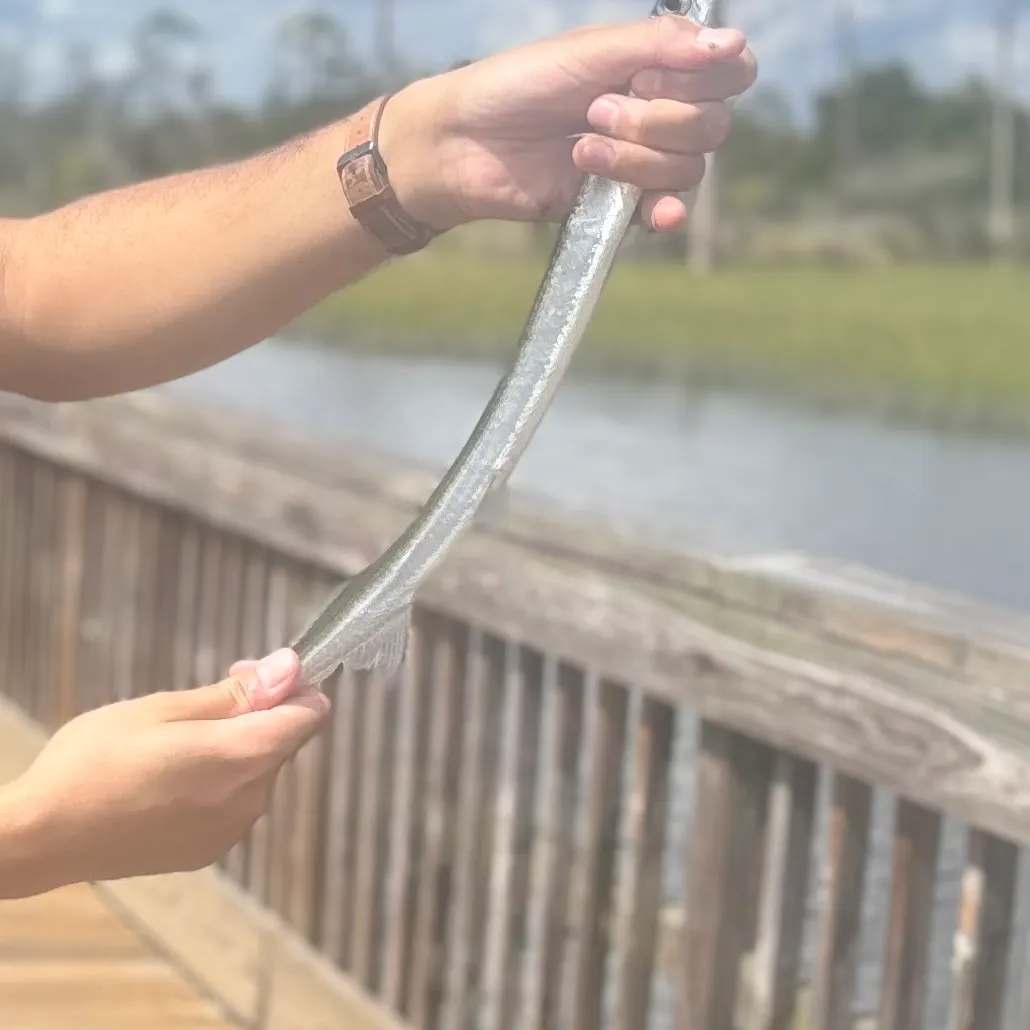 The most recent Atlantic needlefish catches on Fishbrain