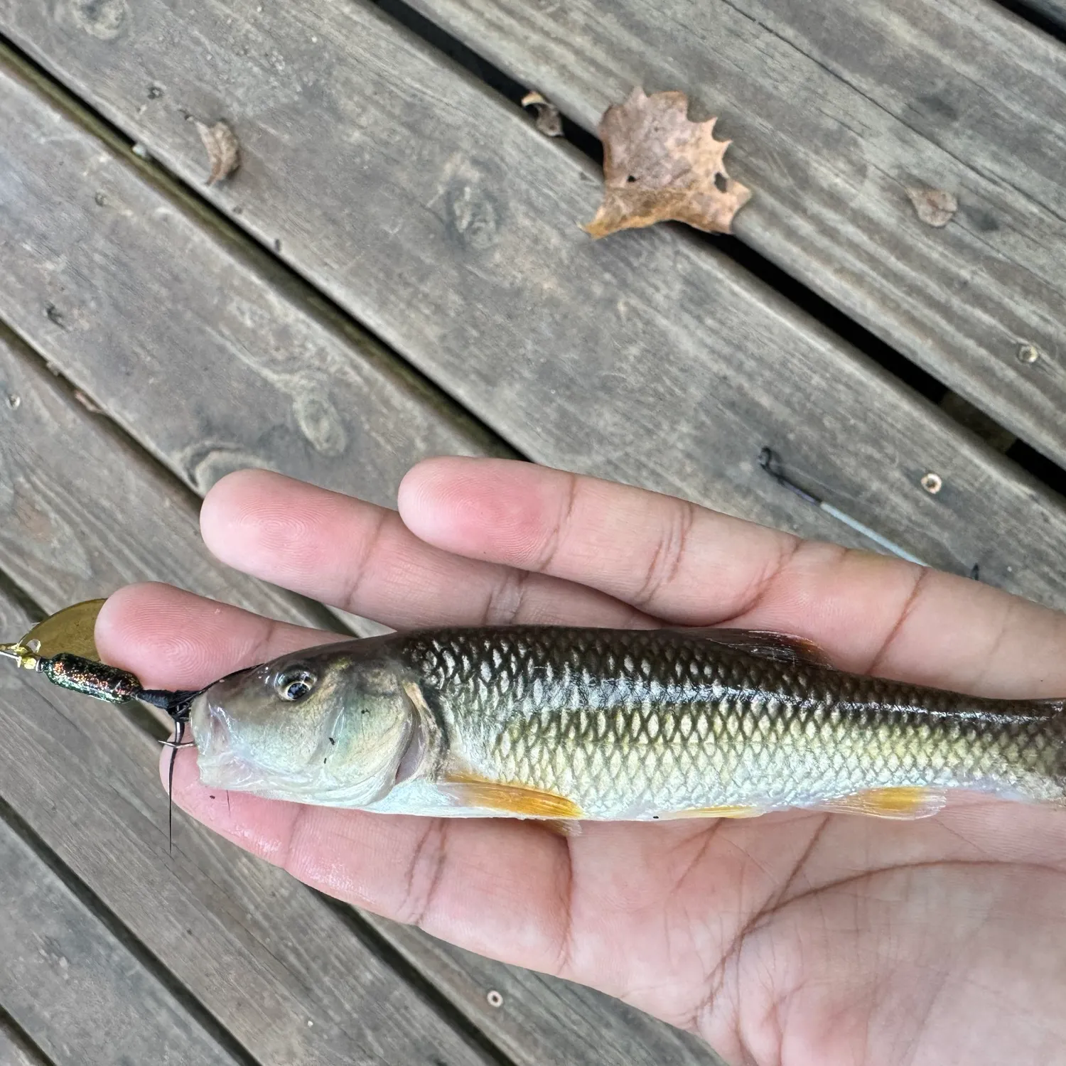 River chub caught on Fishbrain