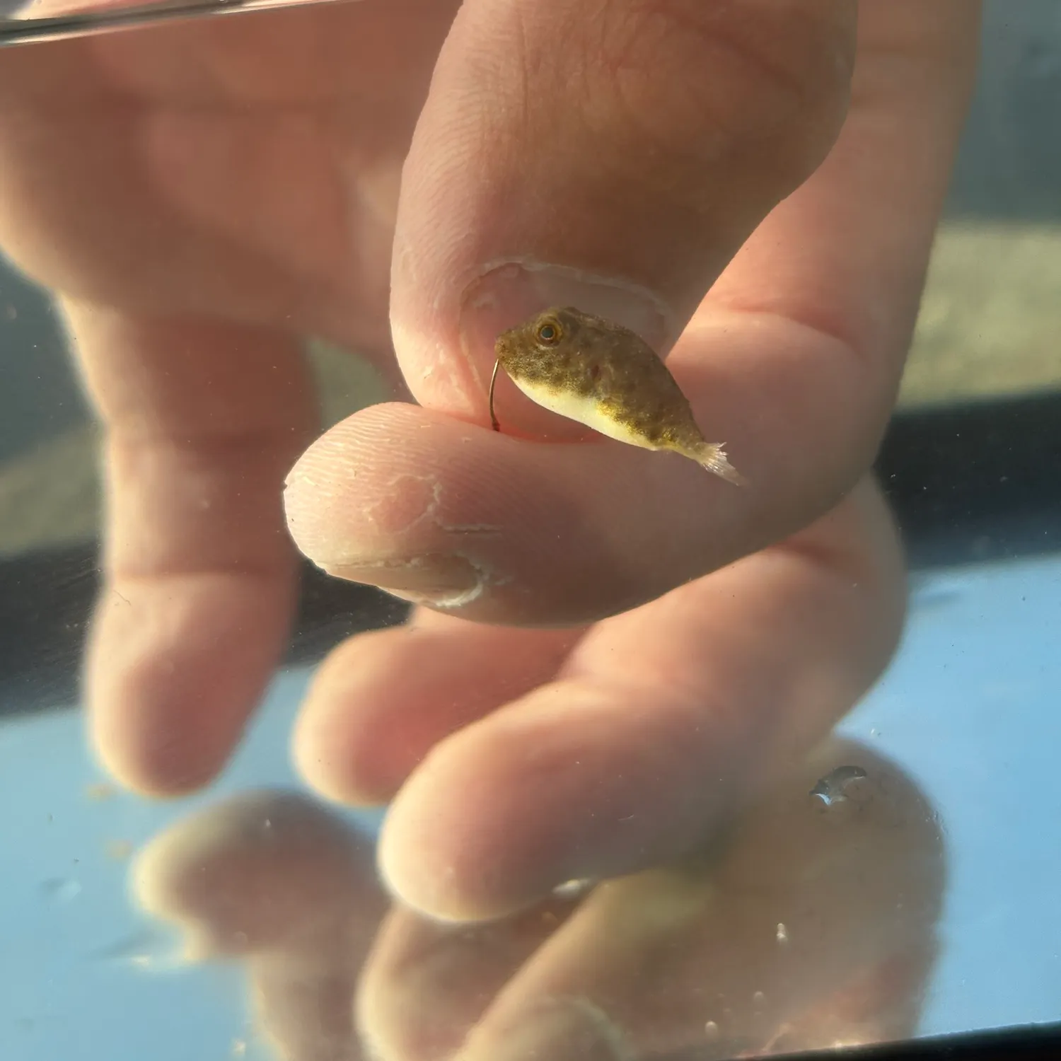 The most recent Northern puffer catches on Fishbrain