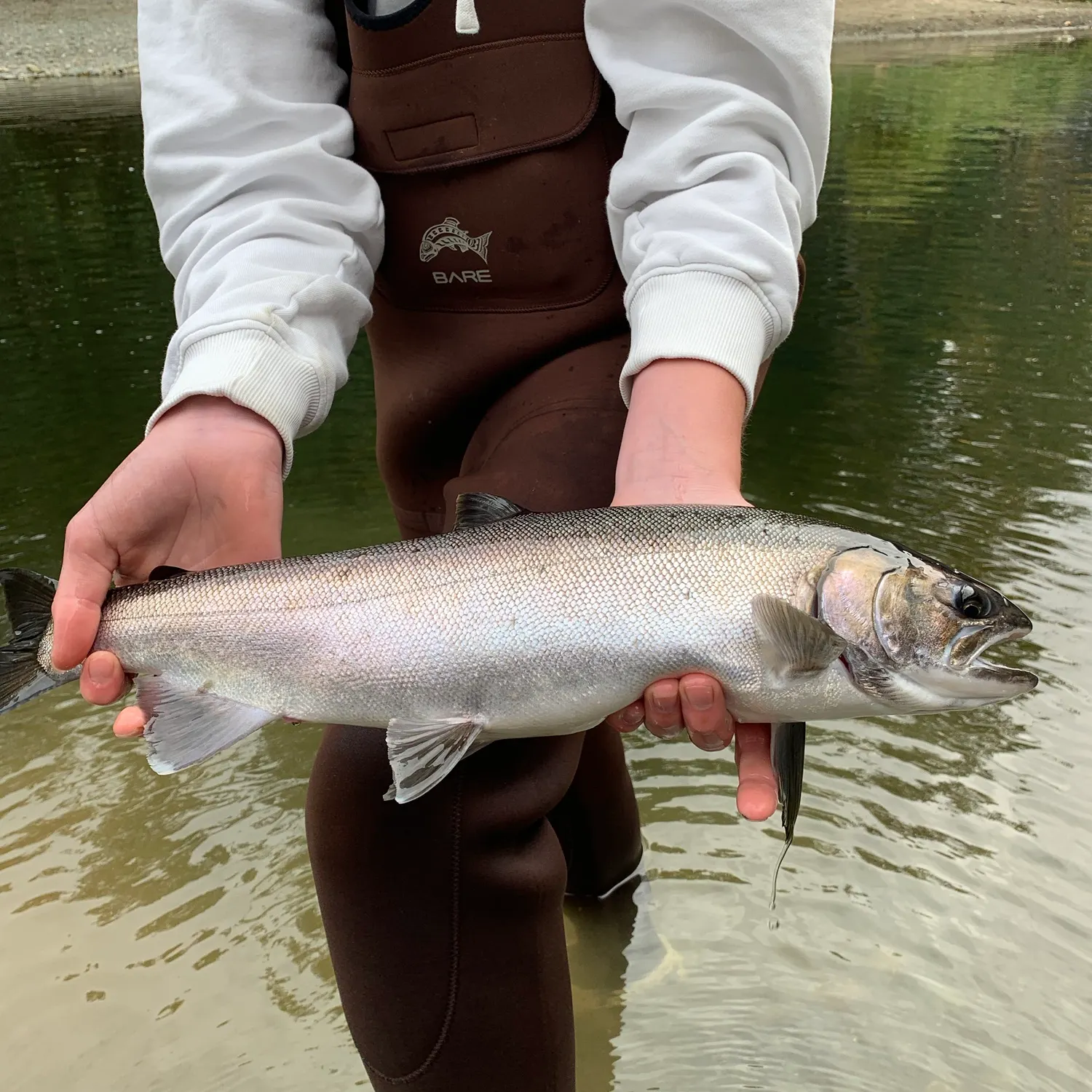 Coho salmon caught on Fishbrain