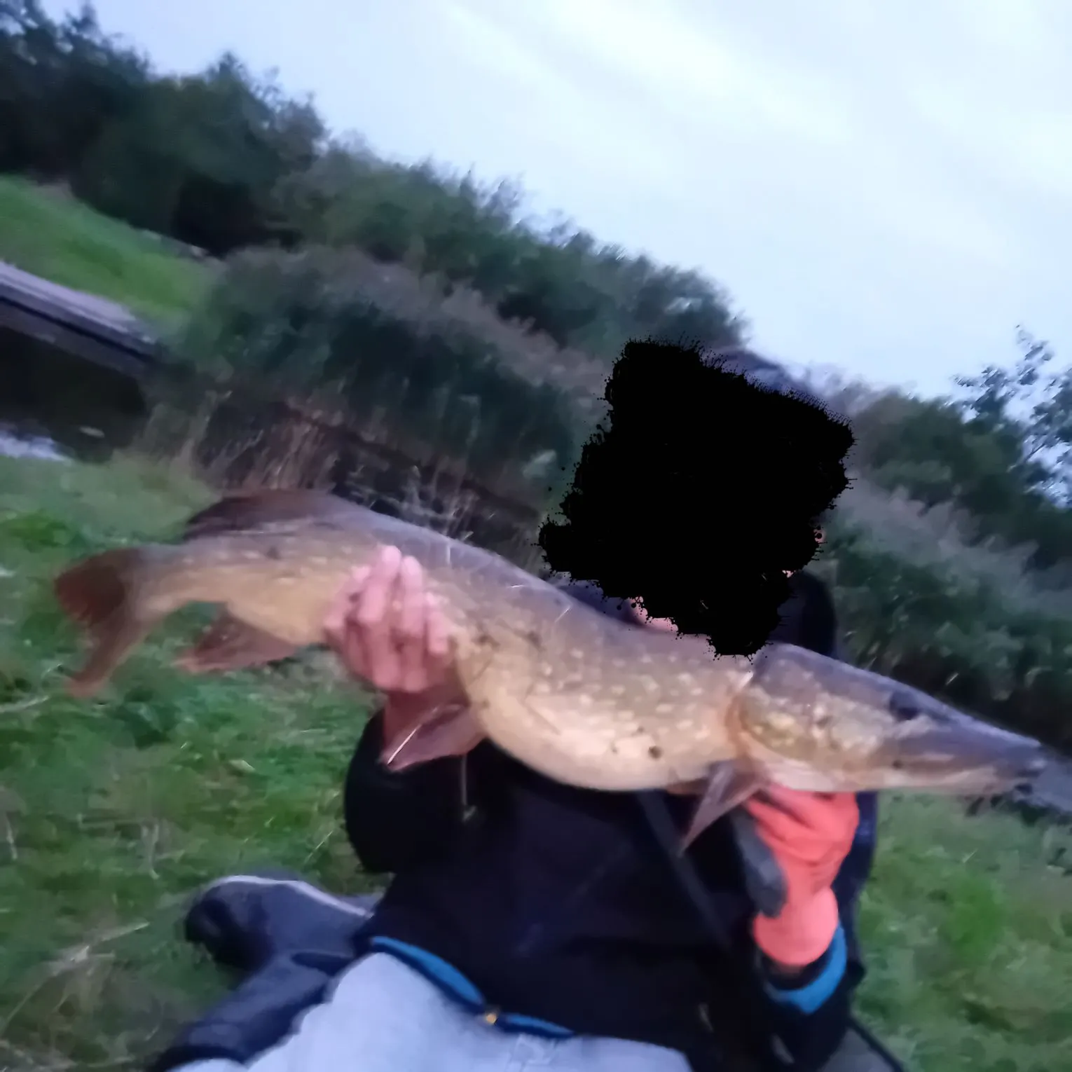 Northern pike caught on Fishbrain