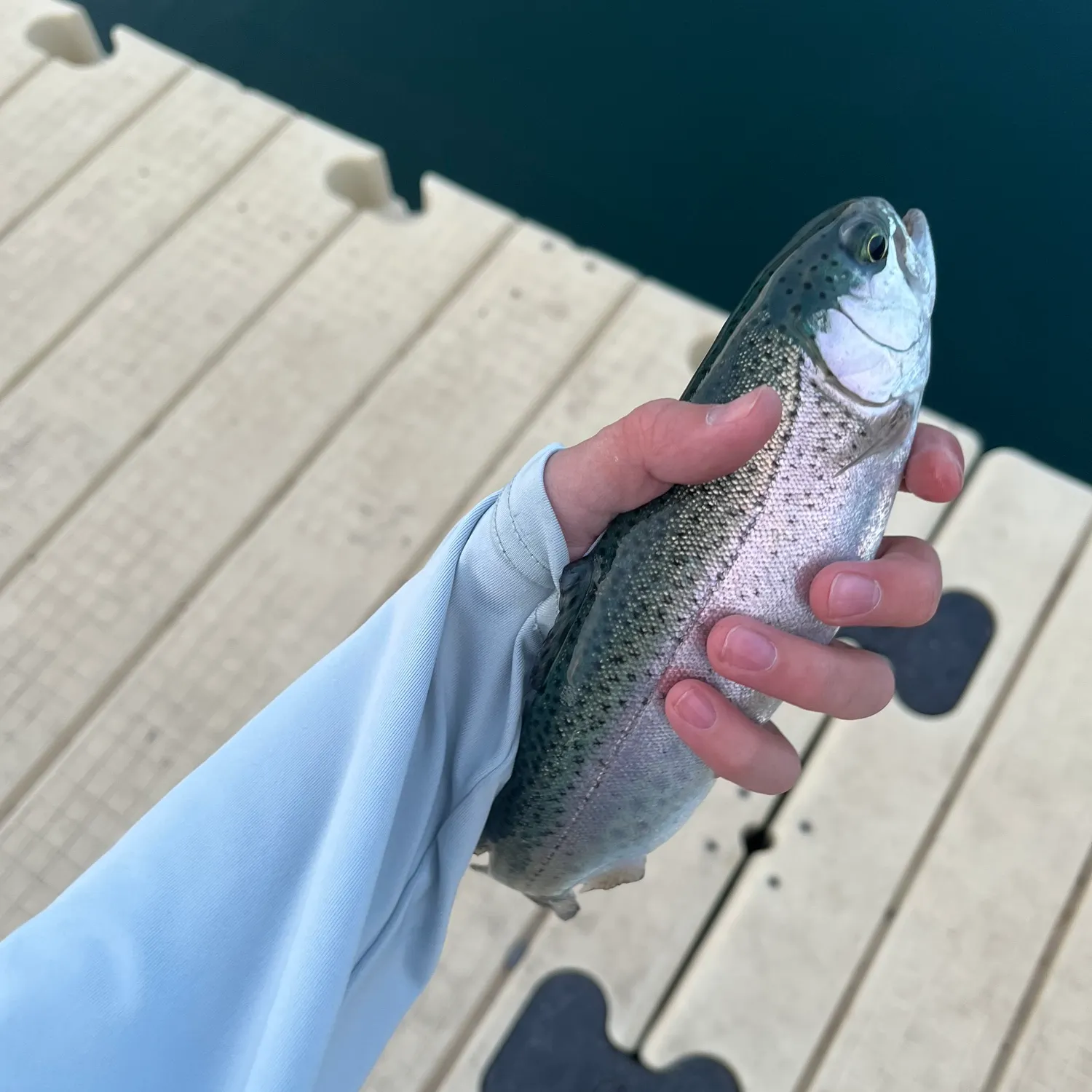 Rainbow trout caught on Fishbrain
