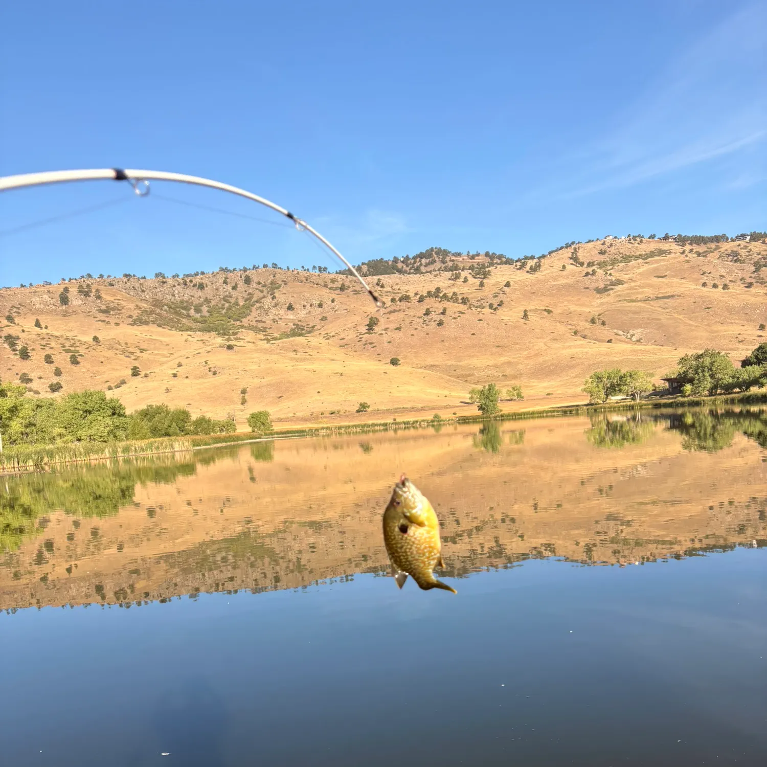 Bluegill caught on Fishbrain