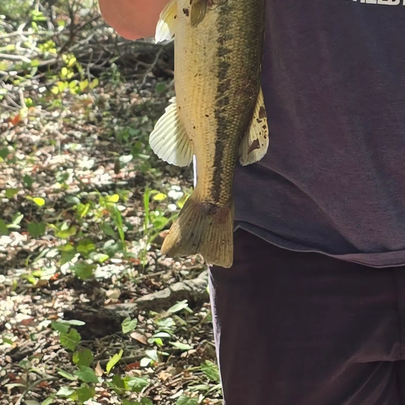 Spotted bass caught on Fishbrain