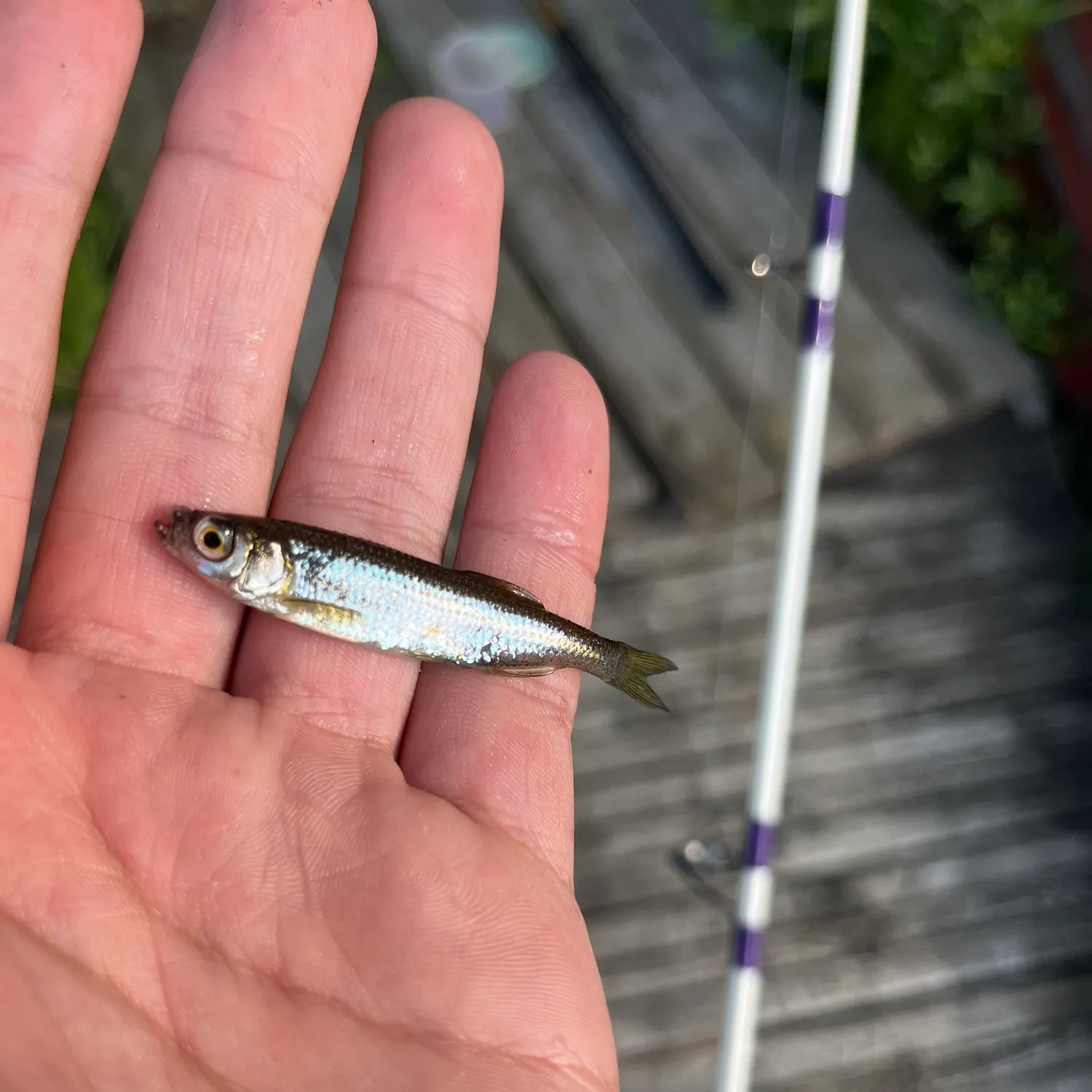 The most recent Sunbleak catches on Fishbrain