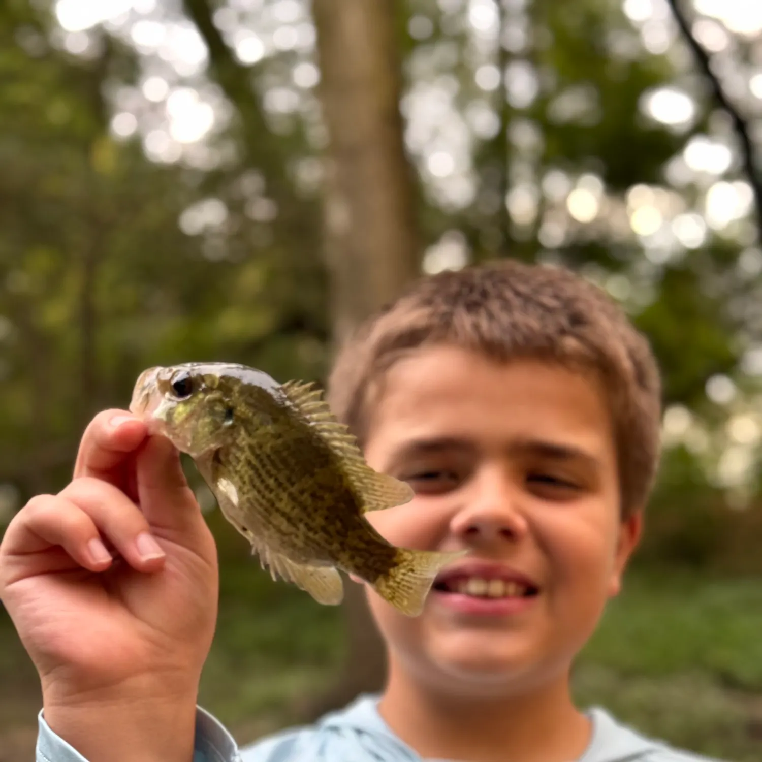 Rock bass caught on Fishbrain