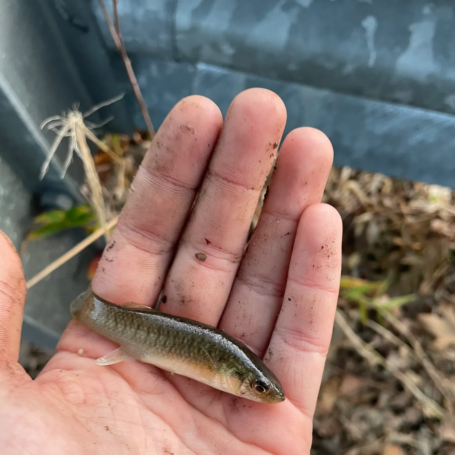 The most recent Banded killifish catches on Fishbrain
