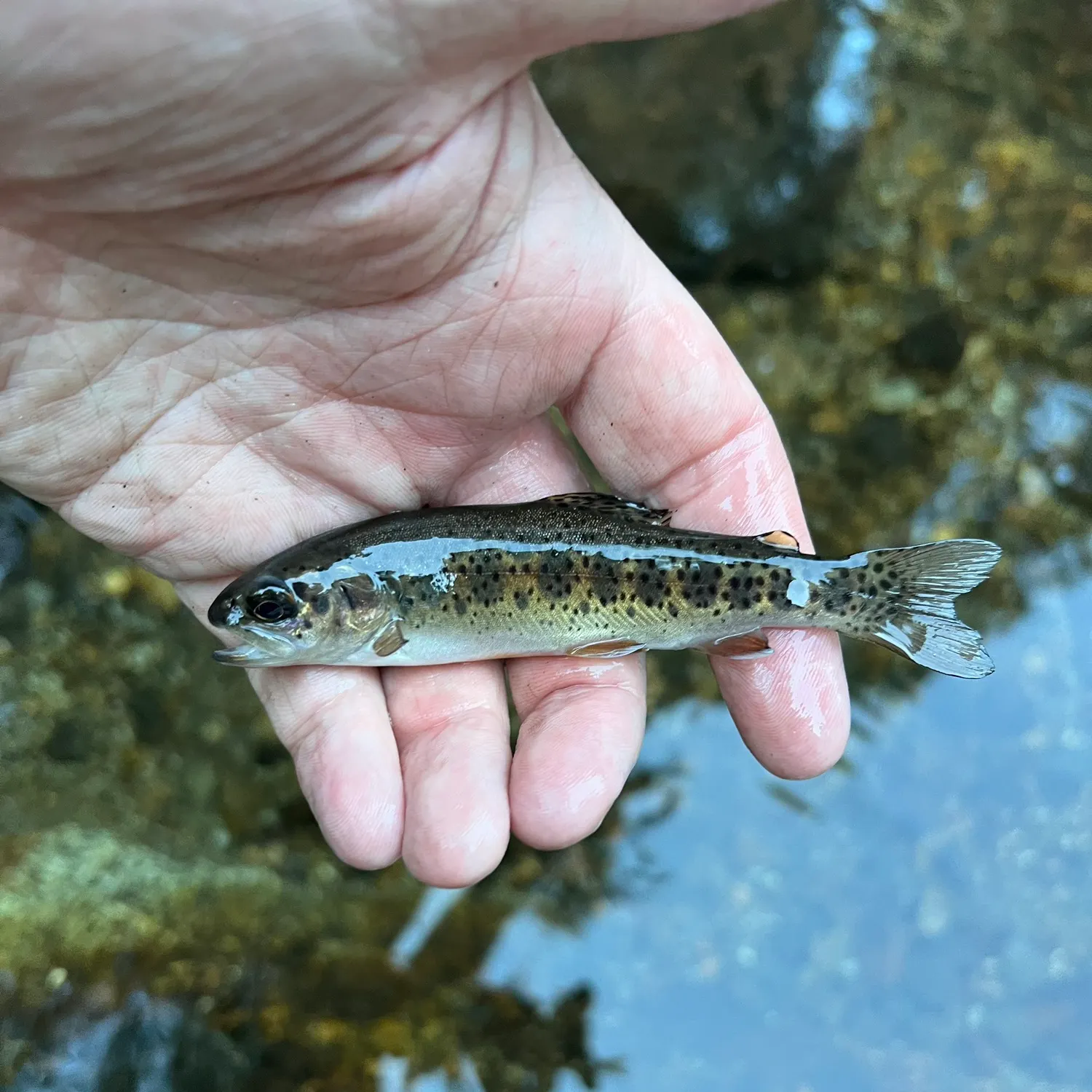 The most recent Kern River Rainbow Trout catches on Fishbrain