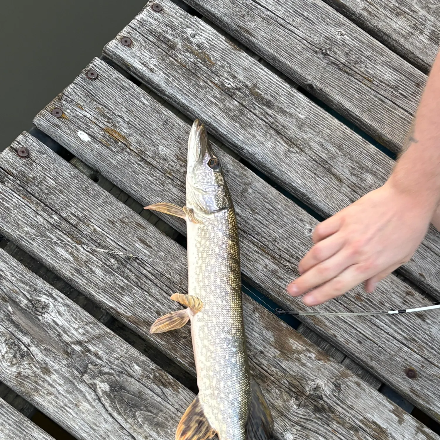catch