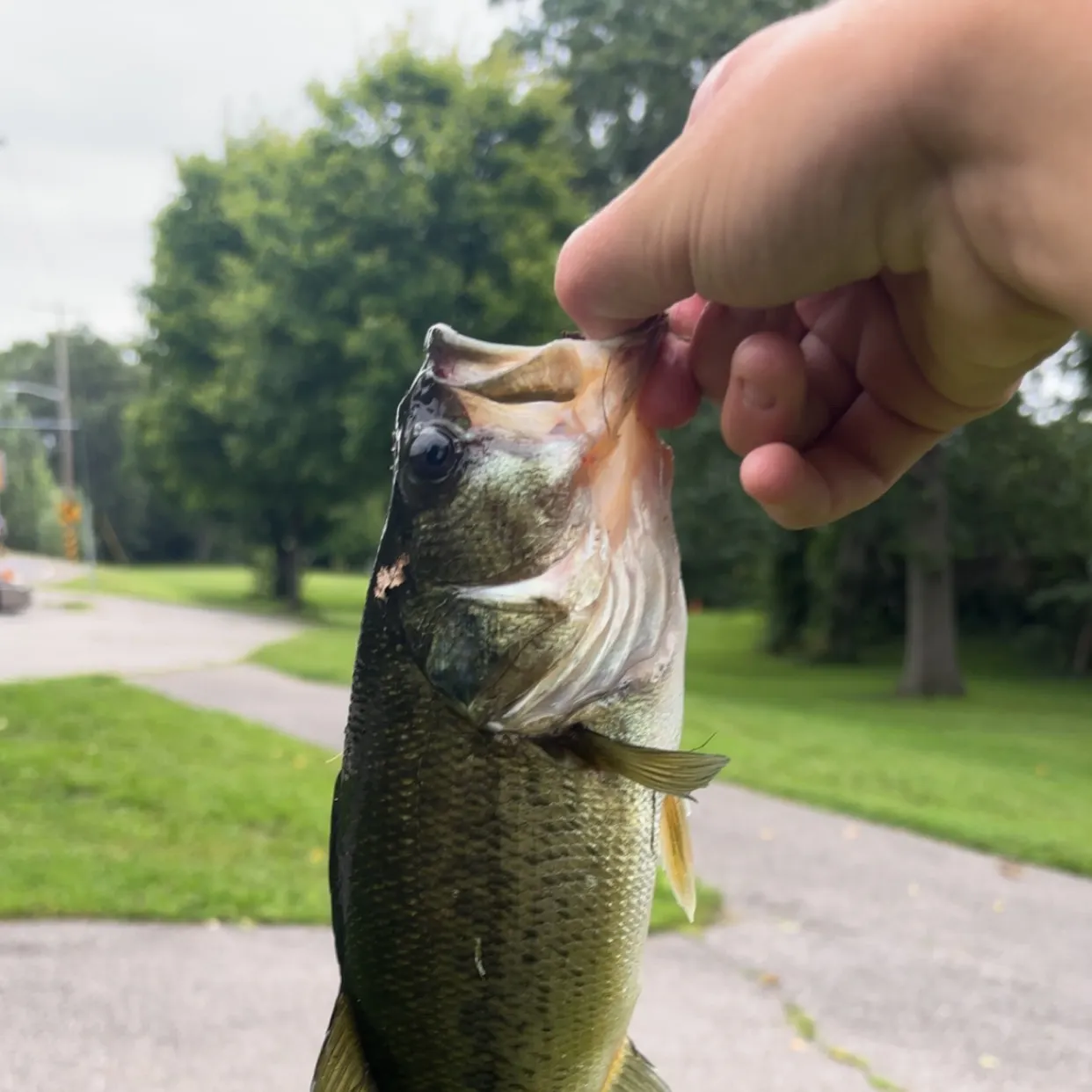 Largemouth bass caught on Fishbrain