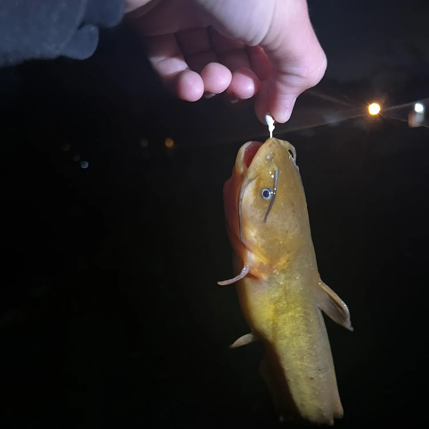 The most recent Black bullhead catches on Fishbrain
