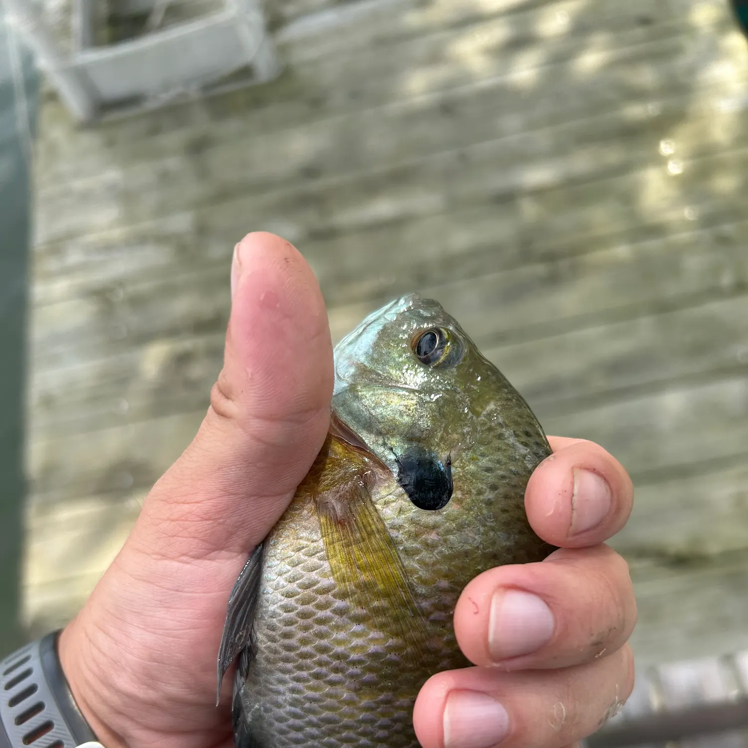 Bluegill caught on Fishbrain