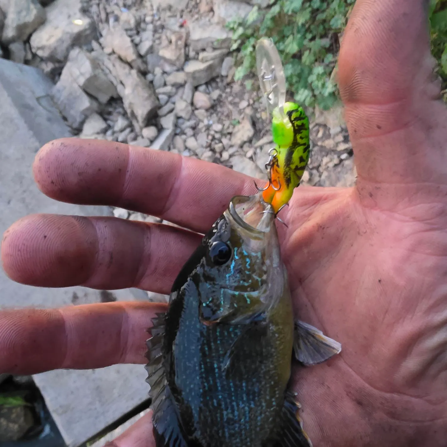 catch