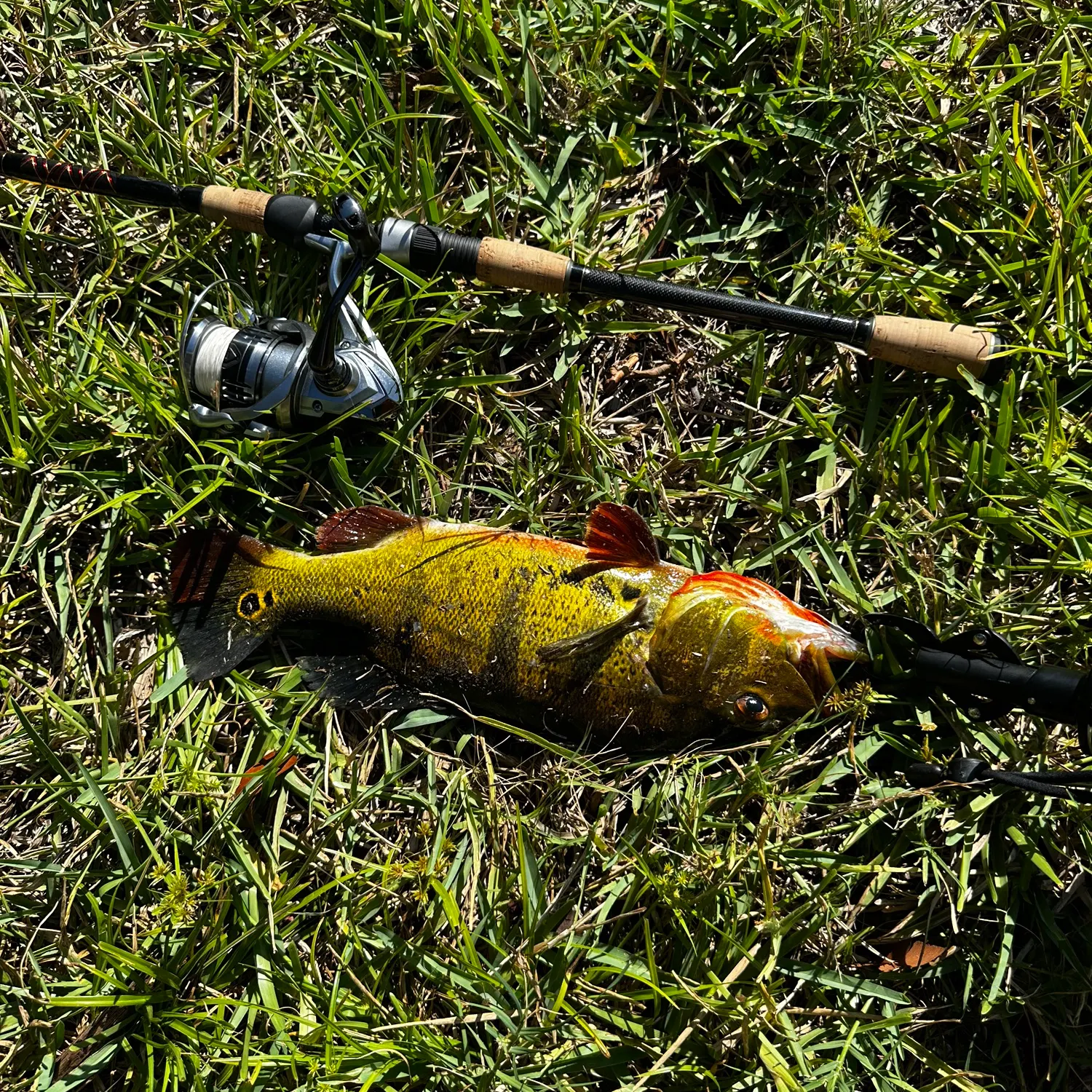 The most recent Butterfly peacock bass catches on Fishbrain