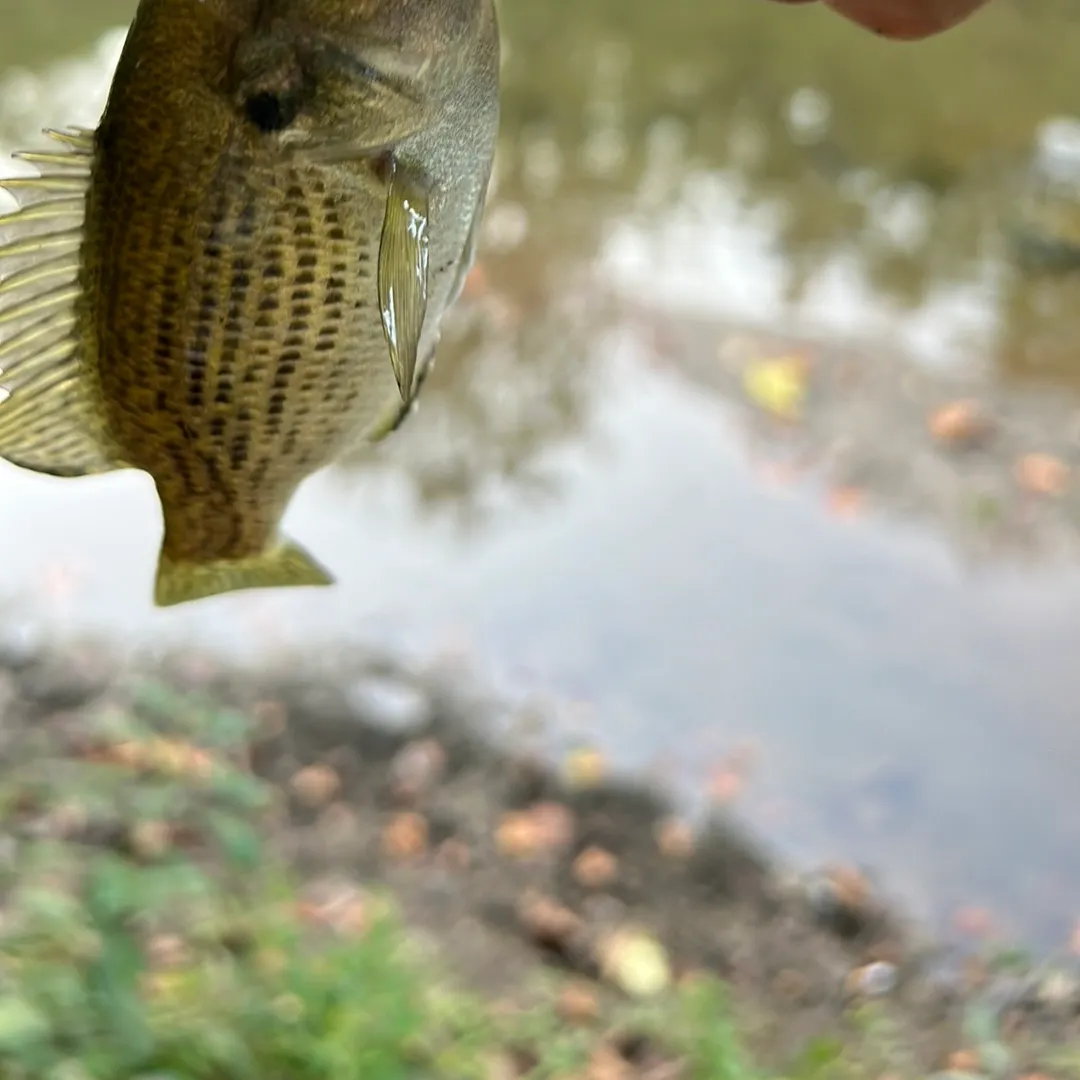 Rock bass caught on Fishbrain