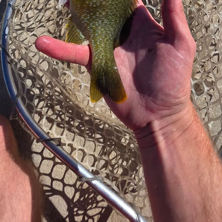 Greengill hybrid caught on Fishbrain