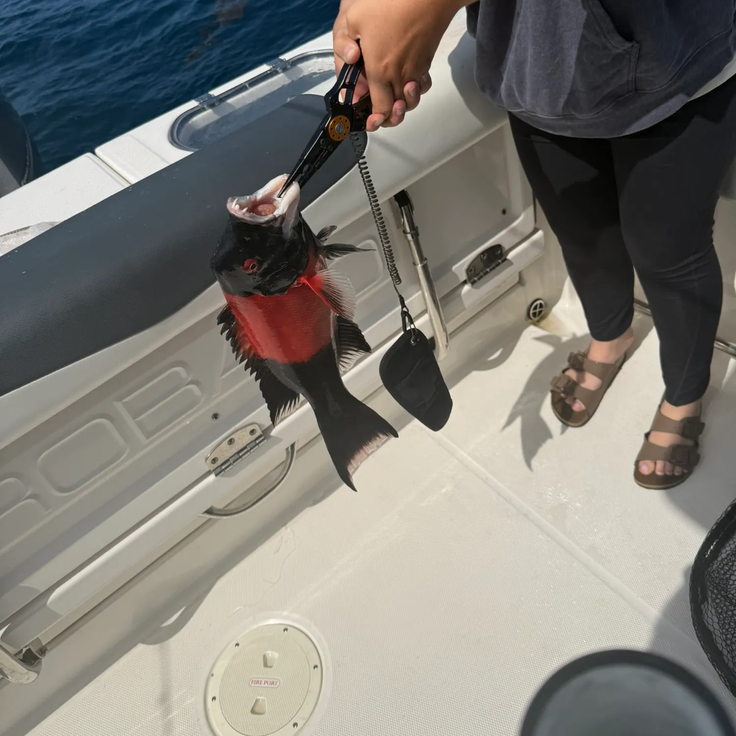 The most recent California sheephead catches on Fishbrain