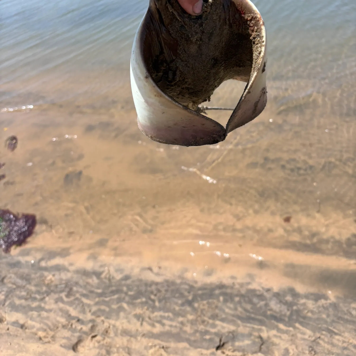 angler catch
