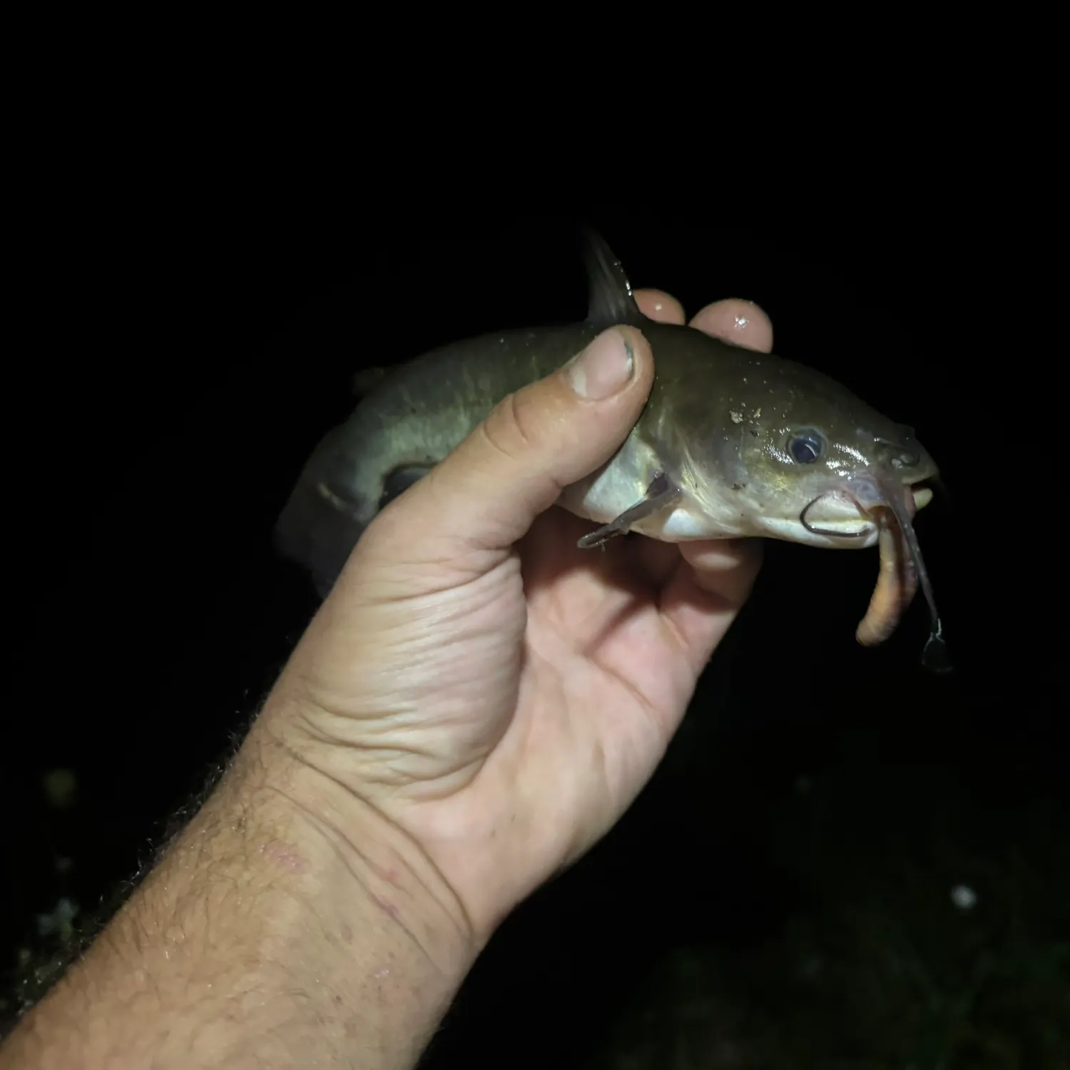 Black bullhead caught on Fishbrain