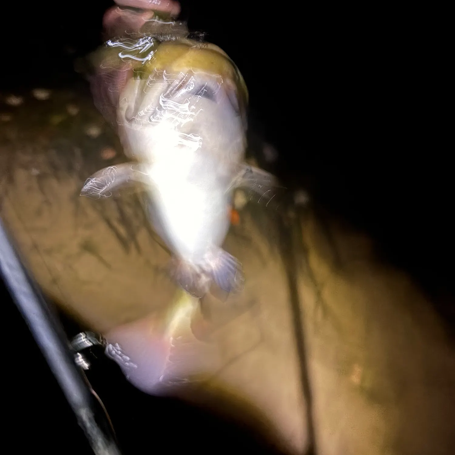 Brown bullhead caught on Fishbrain