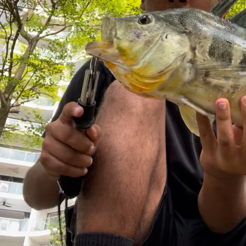 The most recent Blue peacock bass catches on Fishbrain
