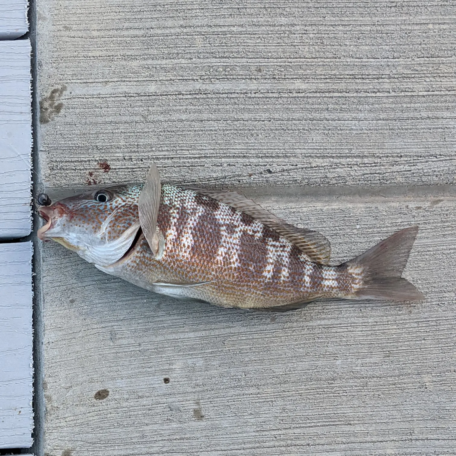 The most recent Javelin grunter catches on Fishbrain