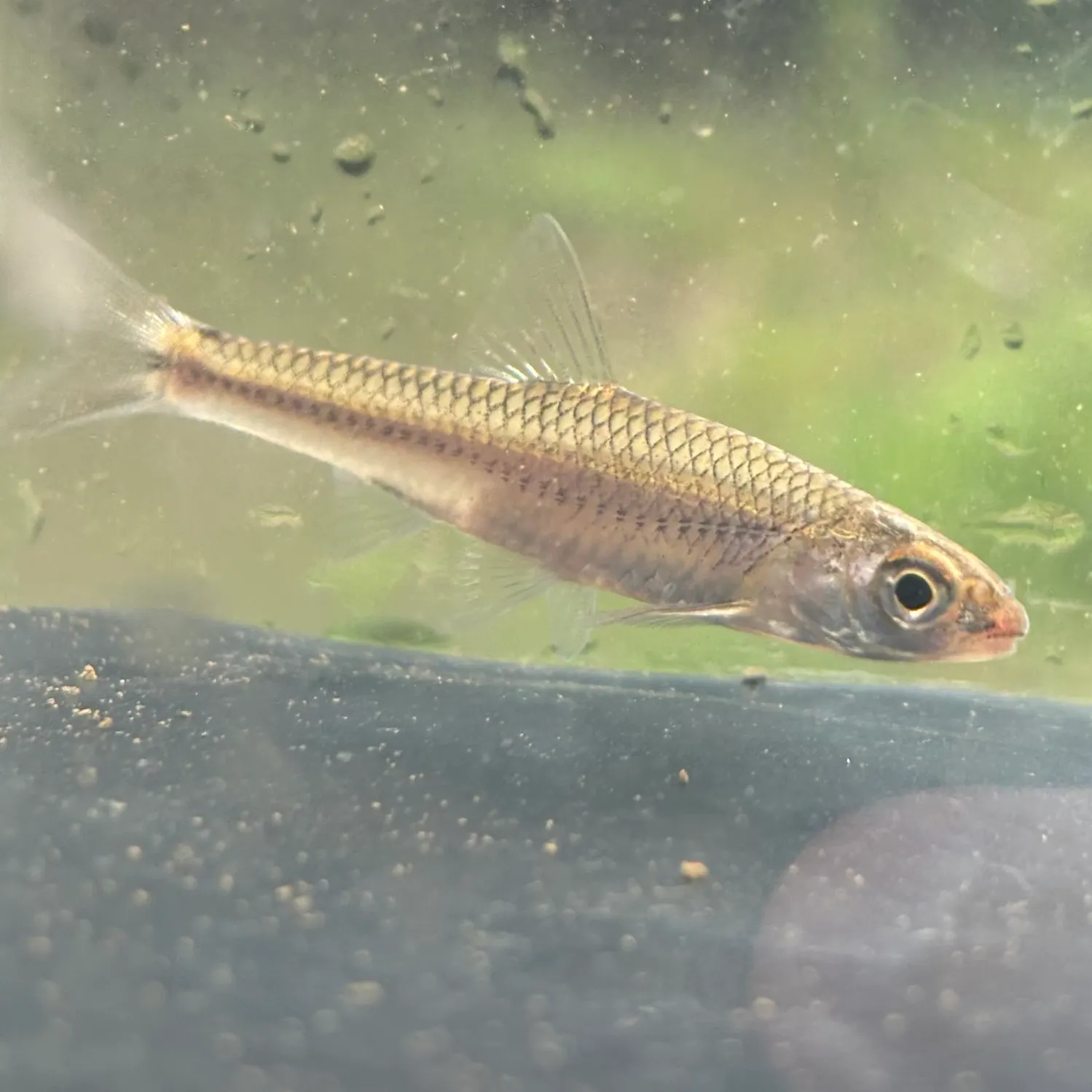 The most recent Sand shiner catches on Fishbrain