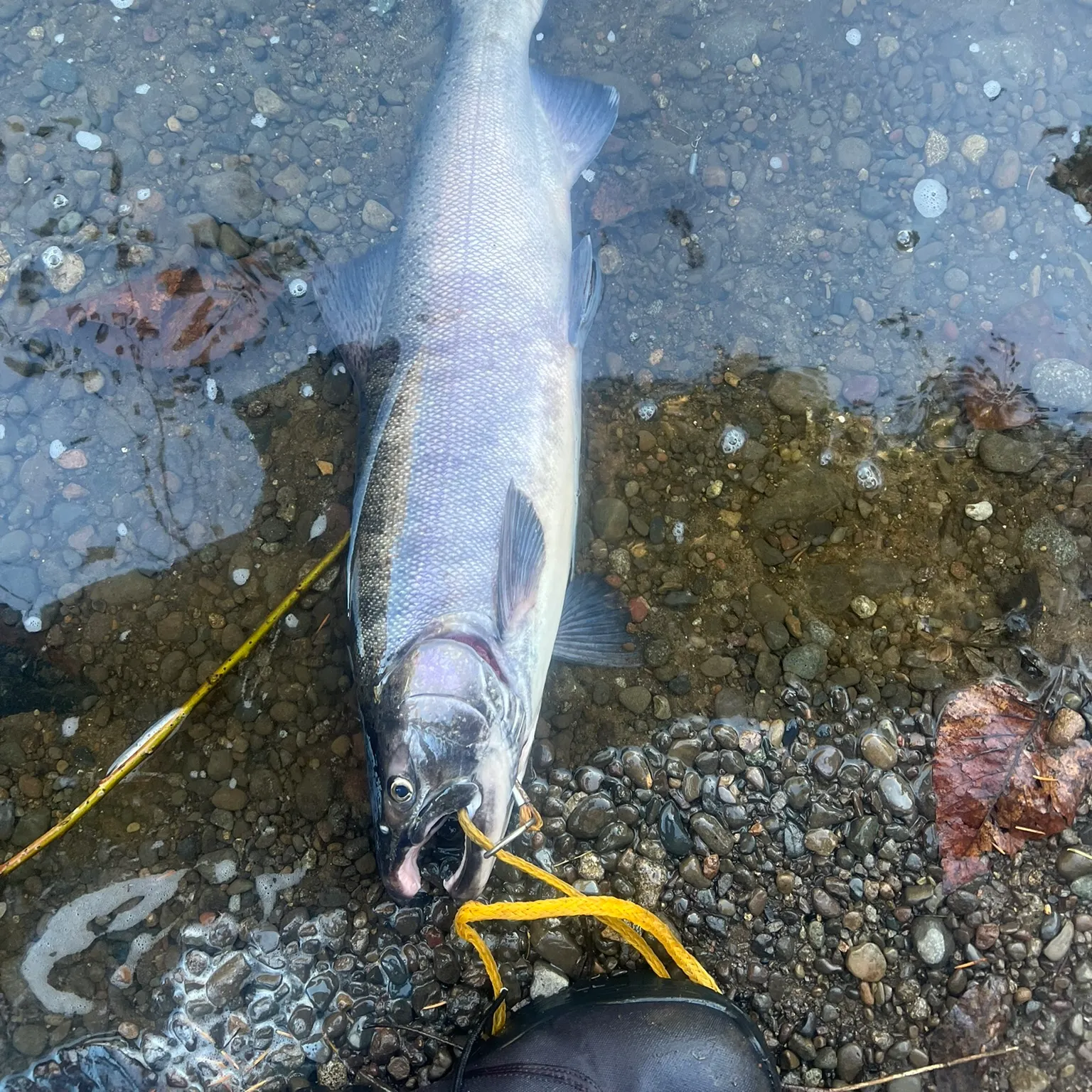 The most recent Coho salmon catches on Fishbrain