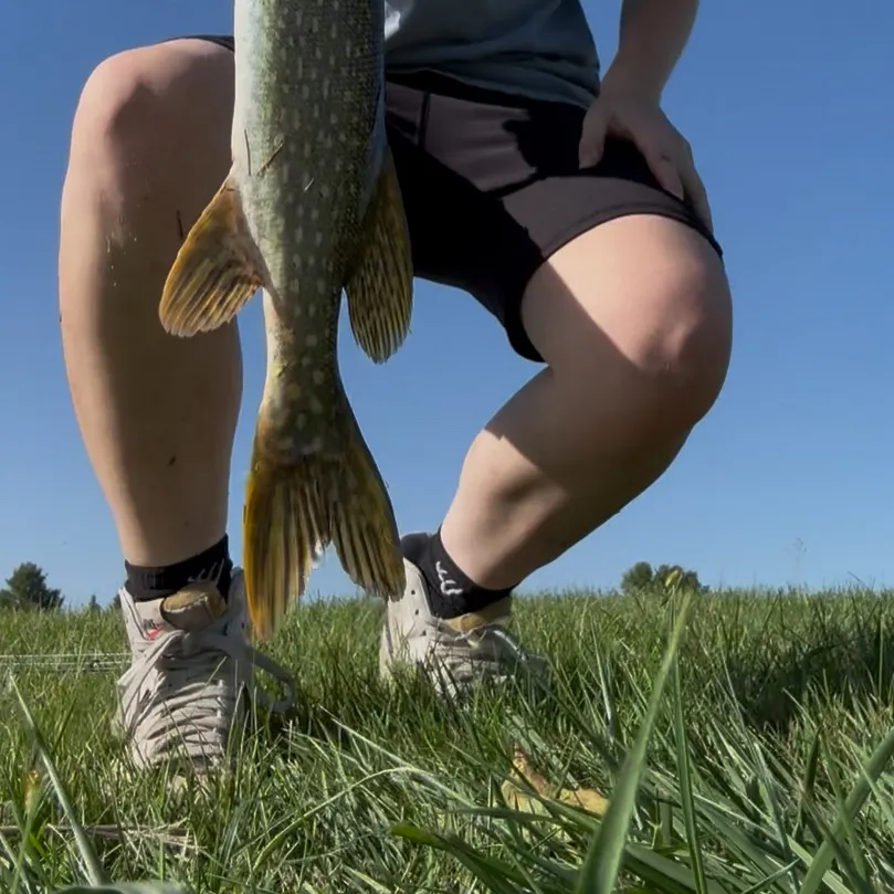 Northern pike caught on Fishbrain