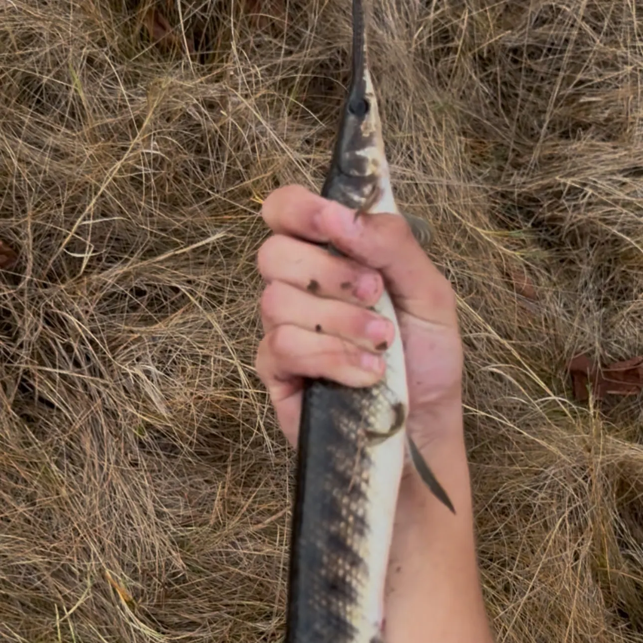 The most recent Florida gar catches on Fishbrain