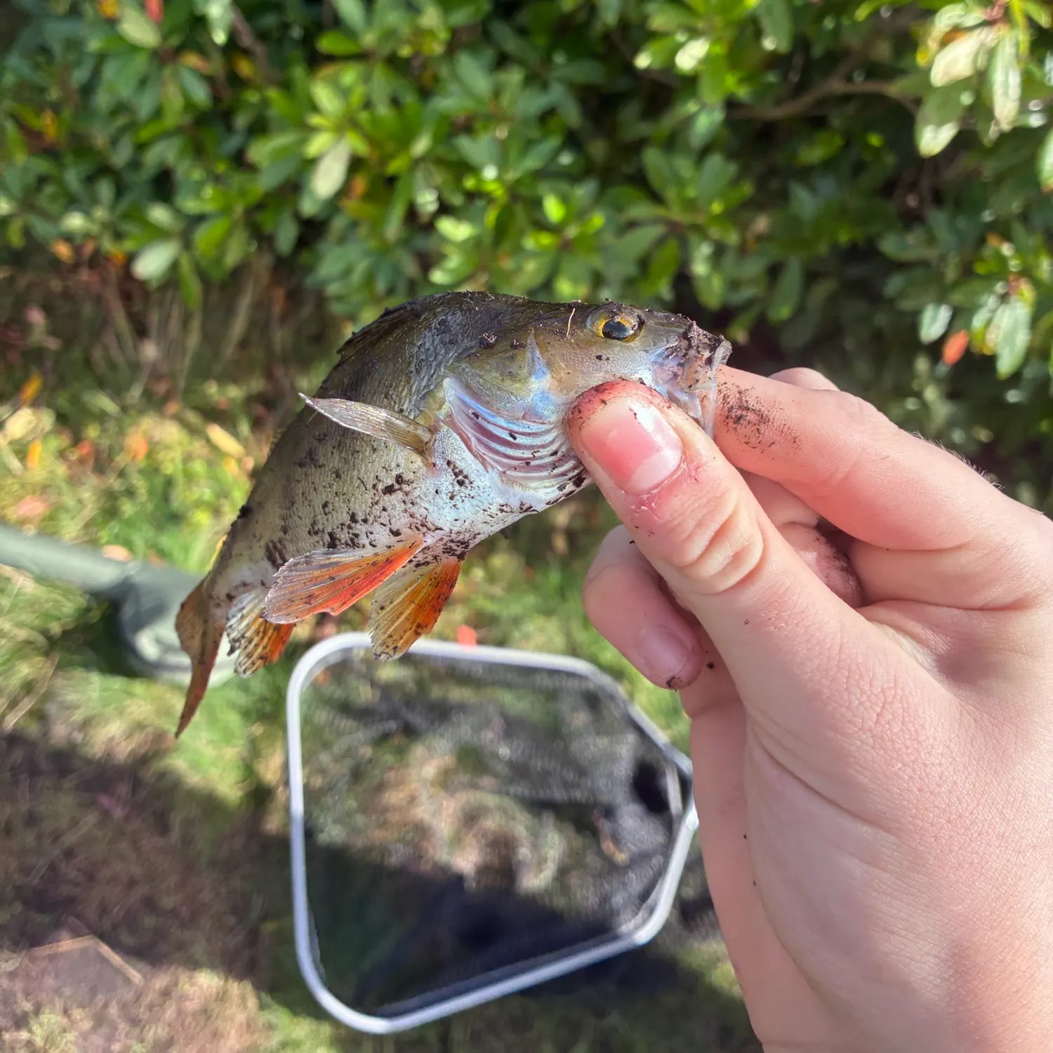 European perch caught on Fishbrain