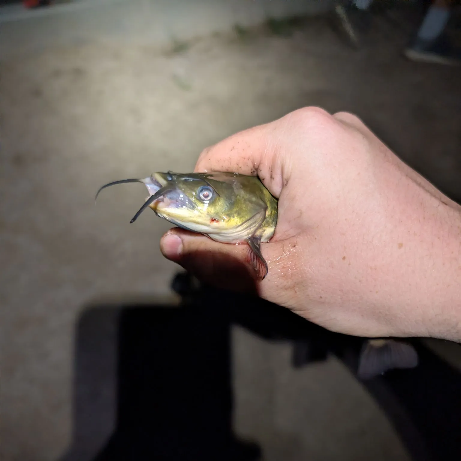 catch