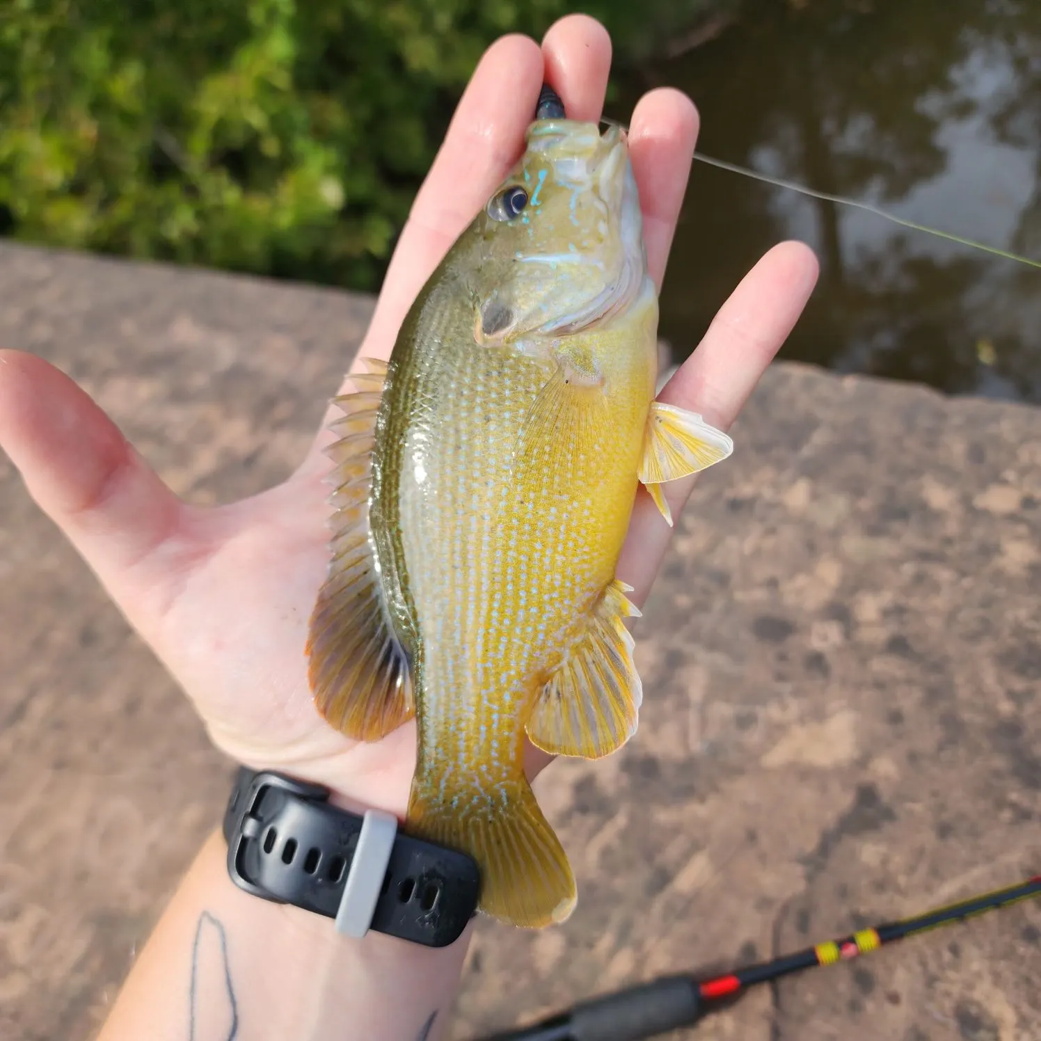 Green sunfish caught on Fishbrain