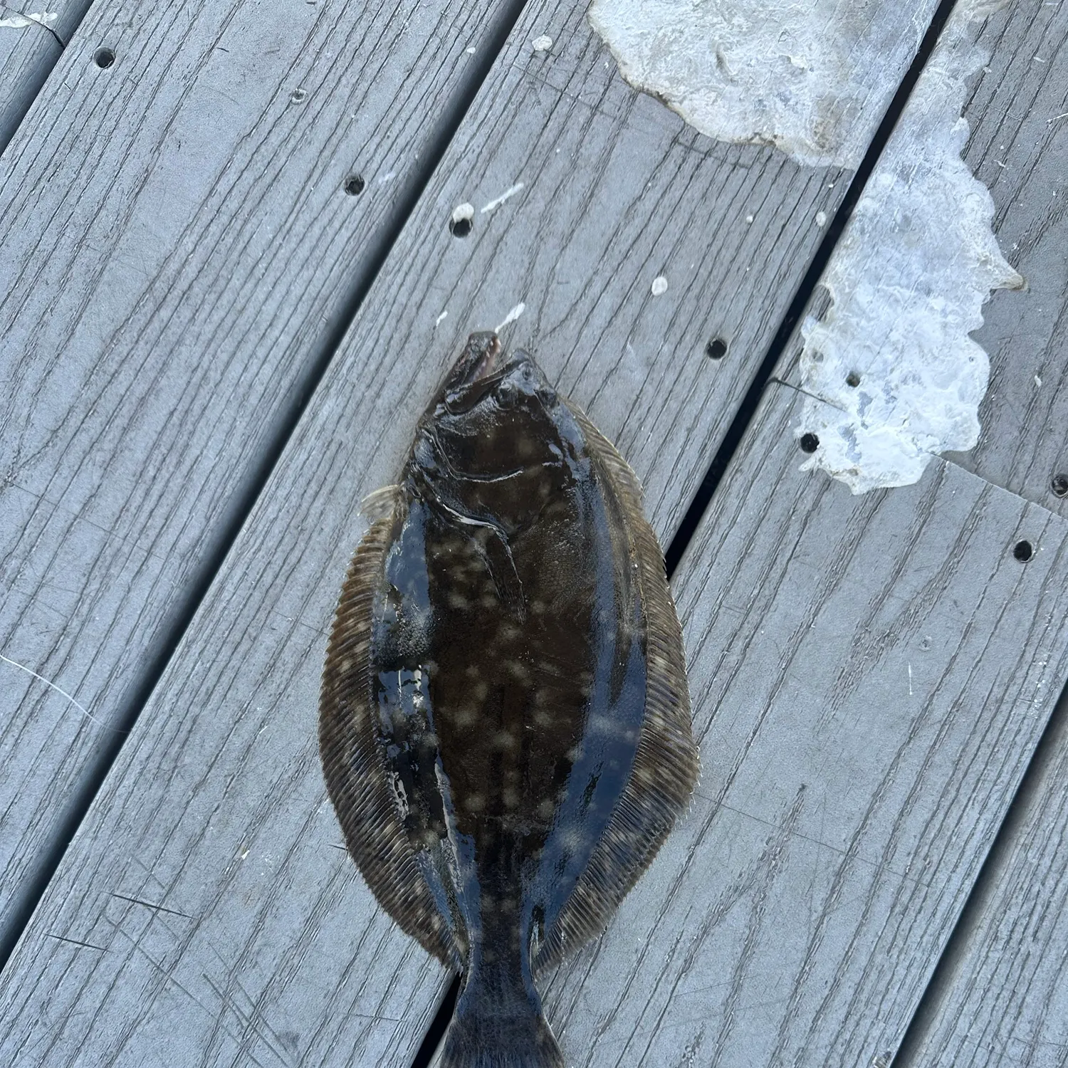 Summer flounder caught on Fishbrain