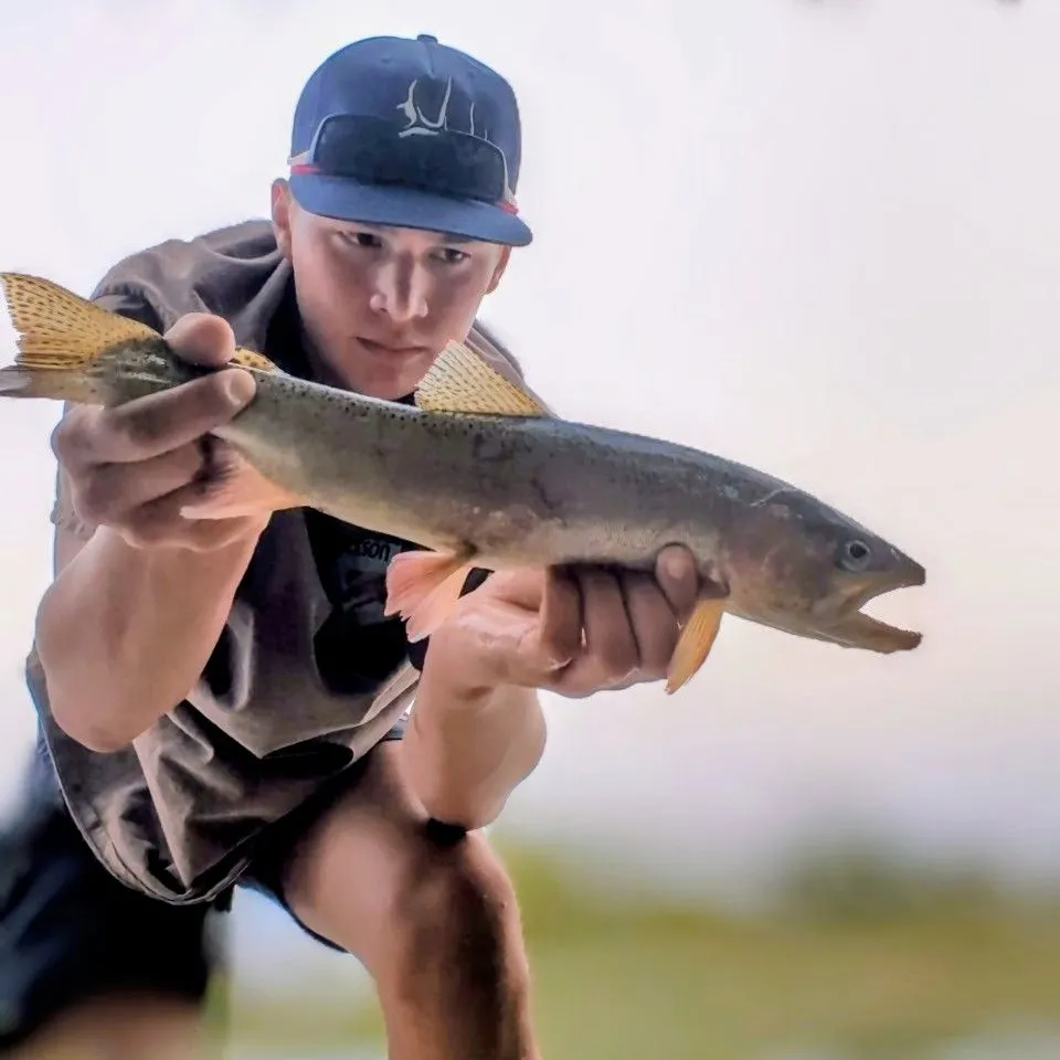 Cutbow caught on Fishbrain