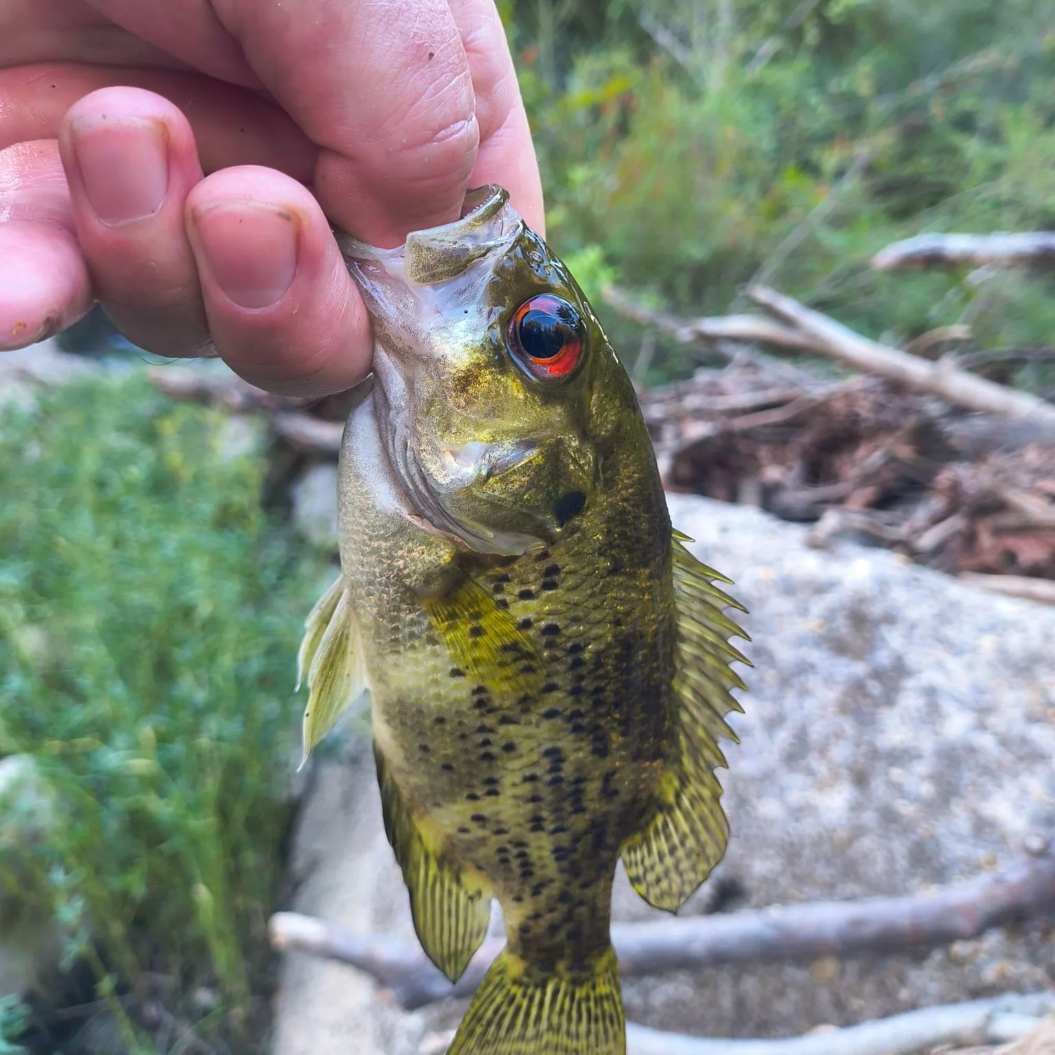 Rock bass caught on Fishbrain