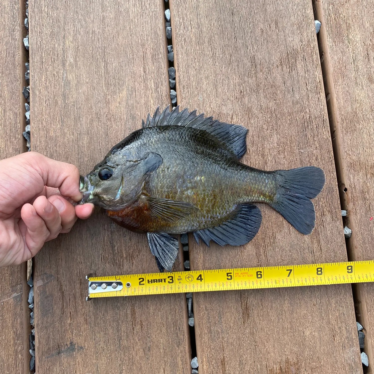 recently logged catches