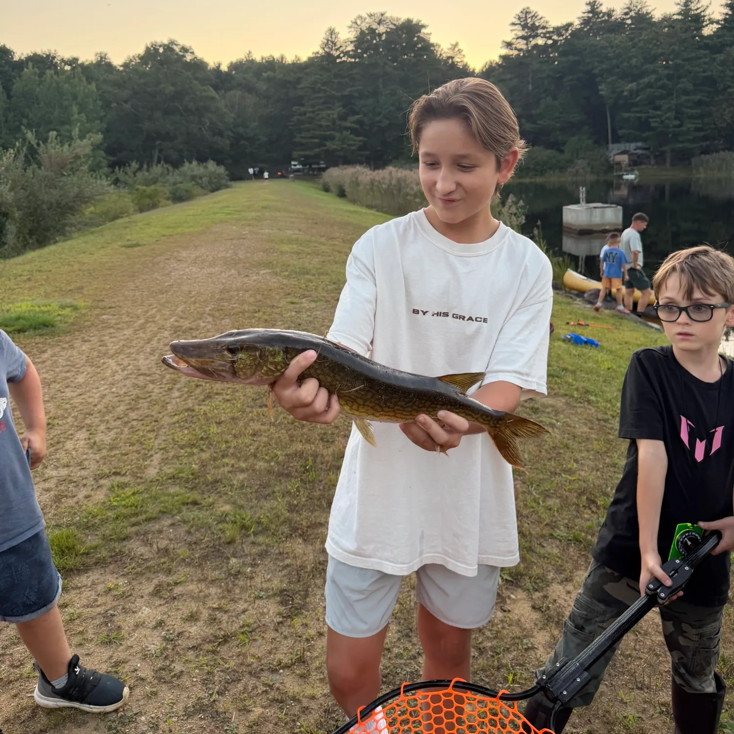 Chain pickerel caught on Fishbrain