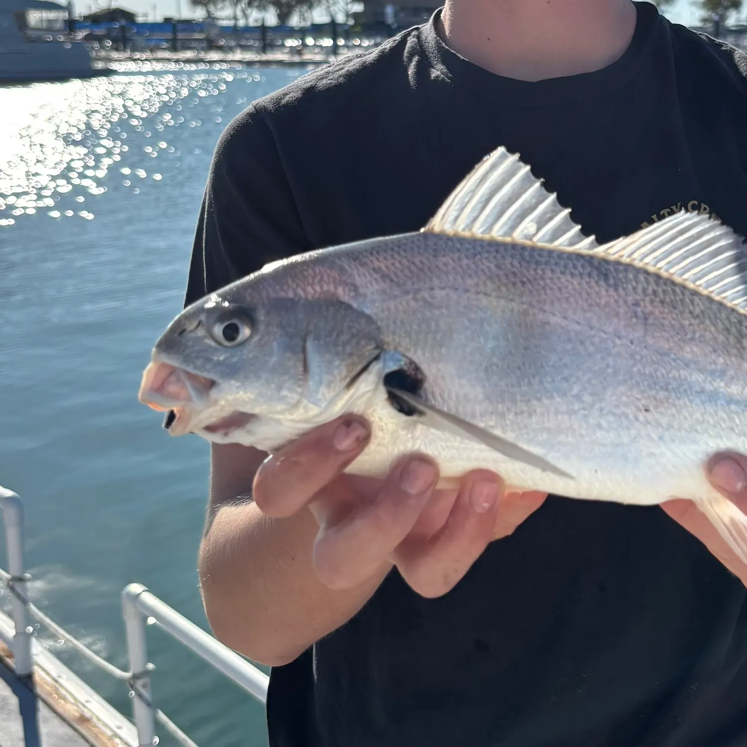 The most recent White seabass catches on Fishbrain