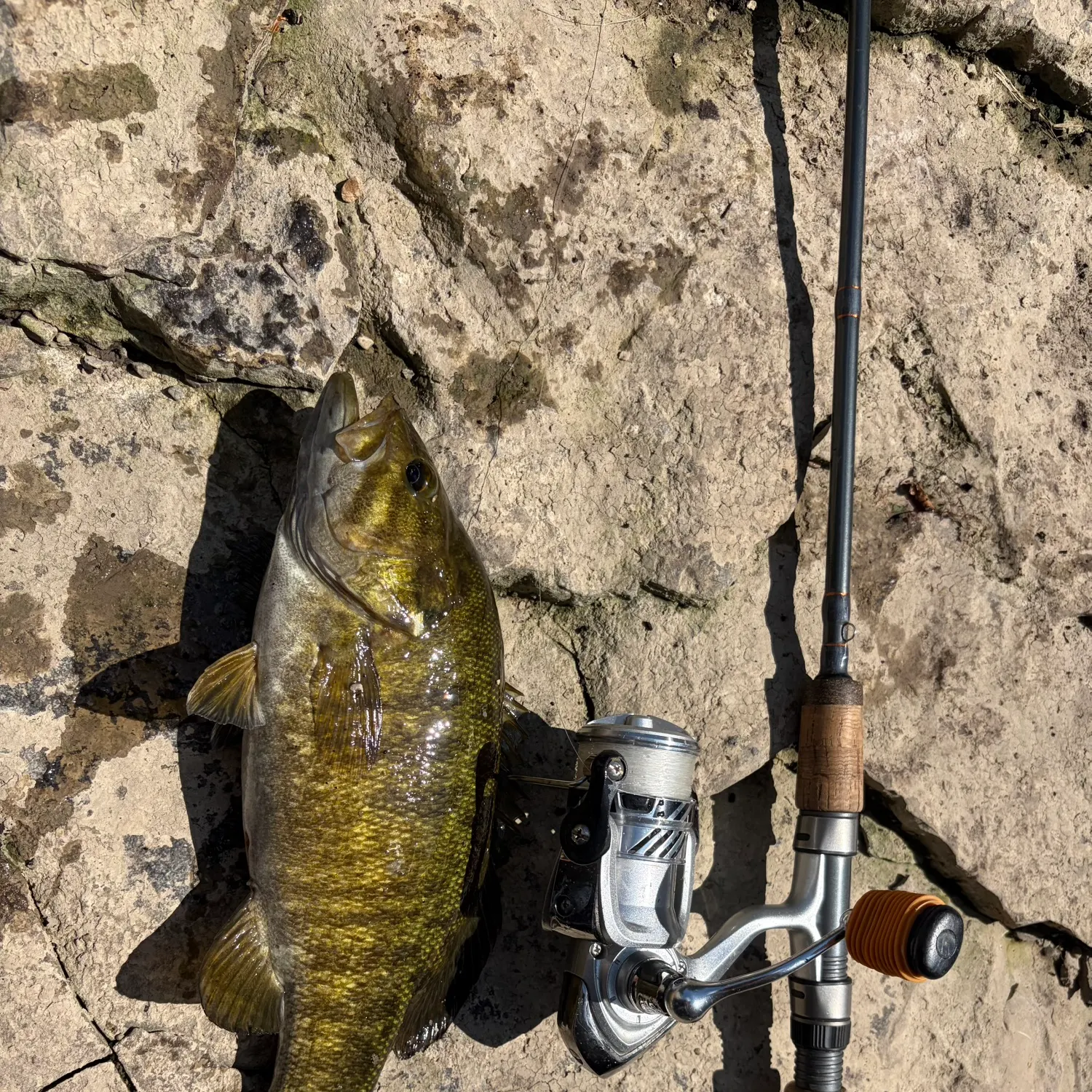 Smallmouth bass caught on Fishbrain